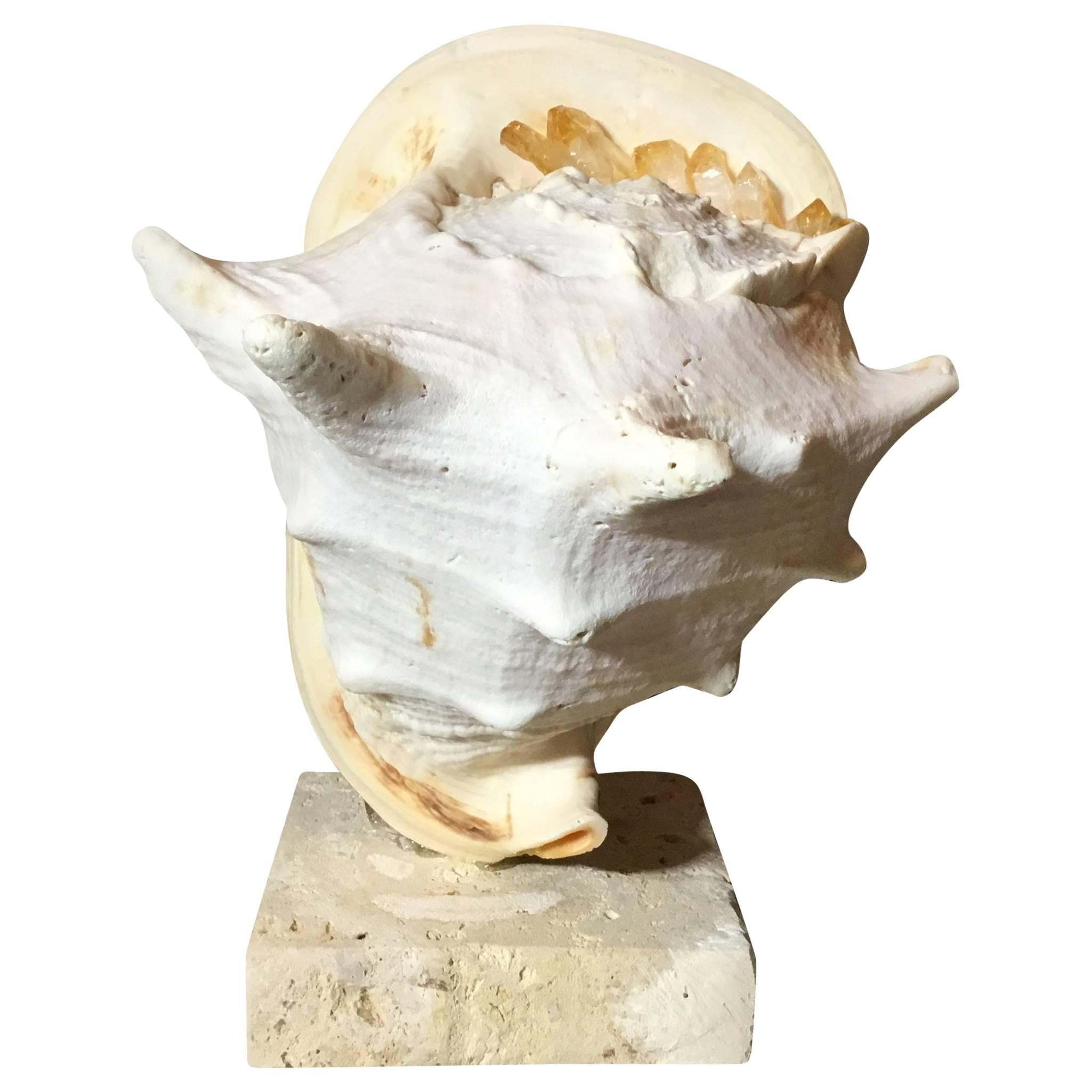 Sea Shell And Quartz Crystal Citrine