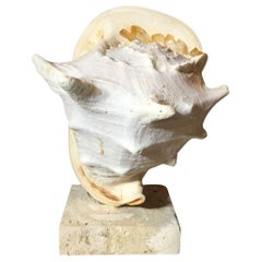 Sea Shell And Quartz Crystal Citrine
