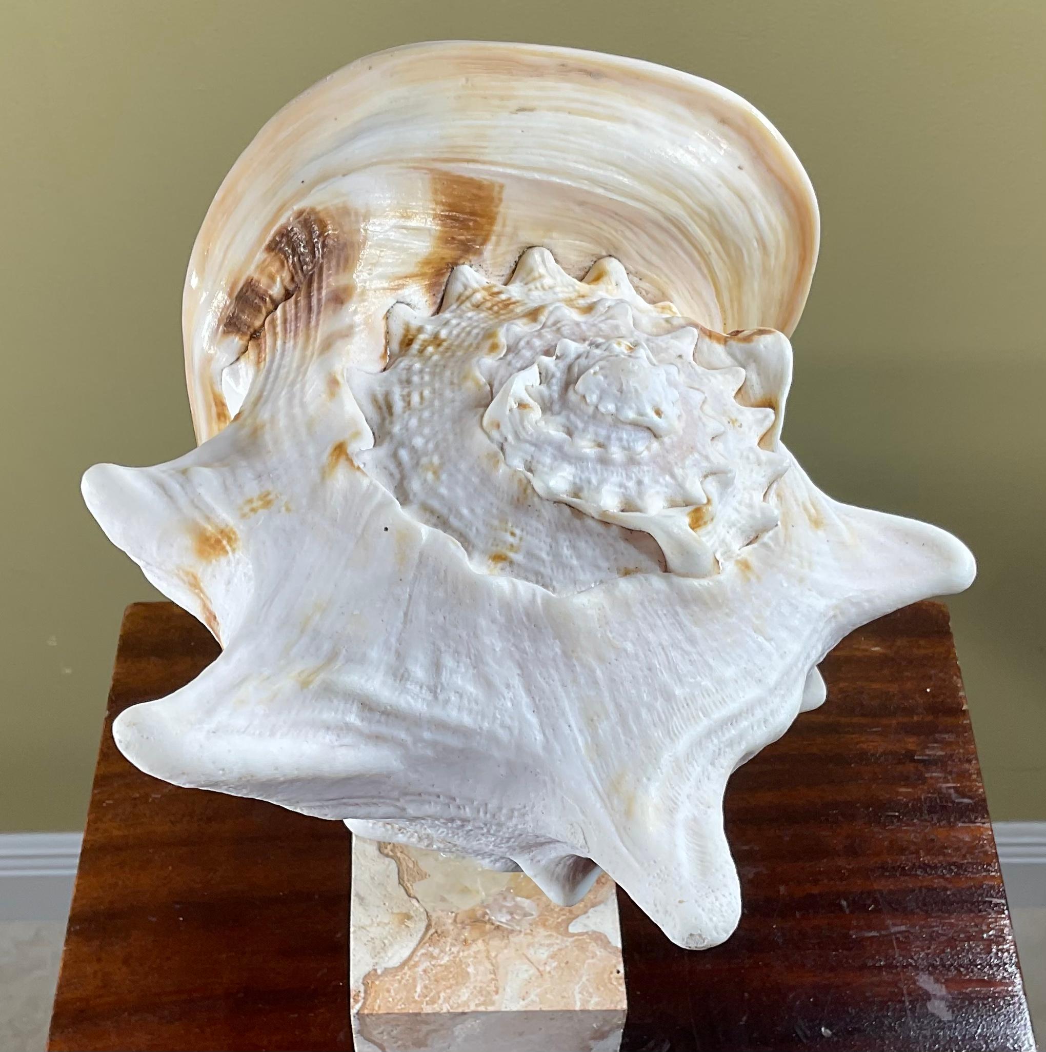 Sea Shell and Quartz Crystal Sculpture by Joseph Malekan For Sale 3