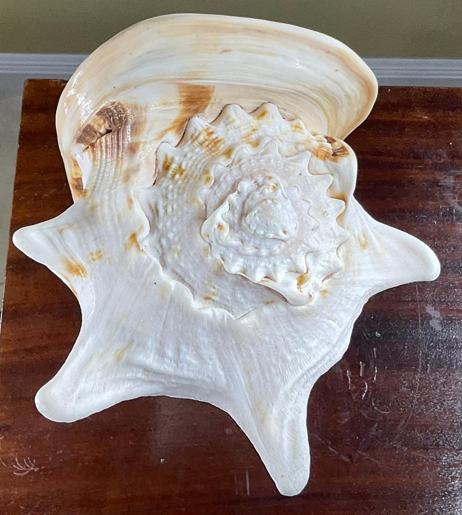 Escultura de concha marina y cristal de cuarzo de Joseph Malekan en venta 4