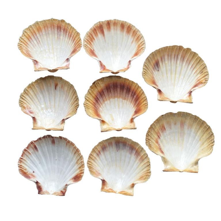 Bring a touch of the coastal vibe to your next dinner party. This set of 8 large shells are meant for appetizers or dessert plates. Colors vary from white to light brown and cream. 

Dimensions:
4.5