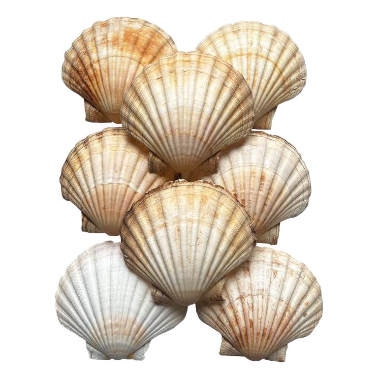 Assiettes décoratives en coquillages de mer, lot de 8