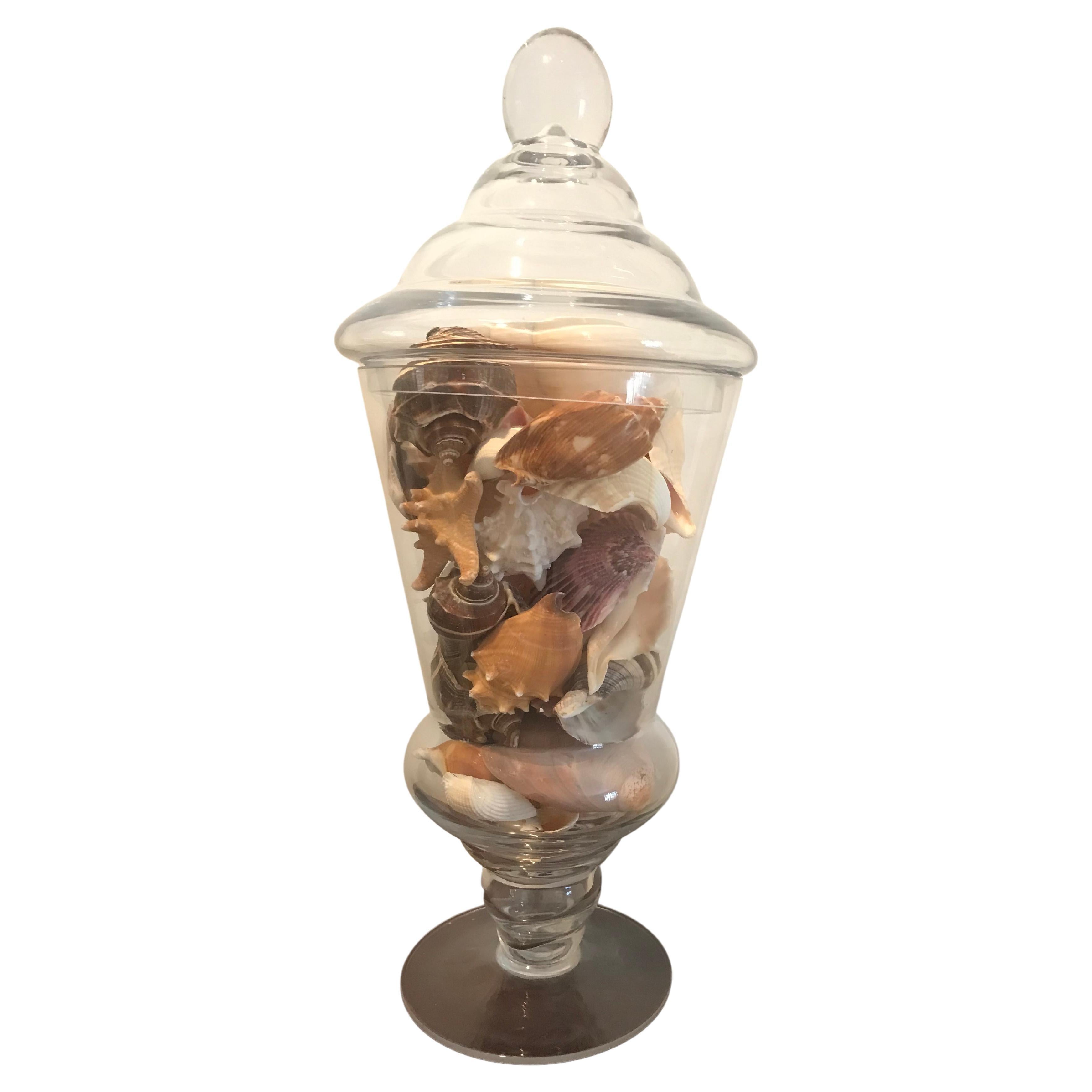 Sea Shells in a Glass Vase/Urn For Sale