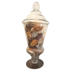 Sea Shells in a Glass Vase/Urn
