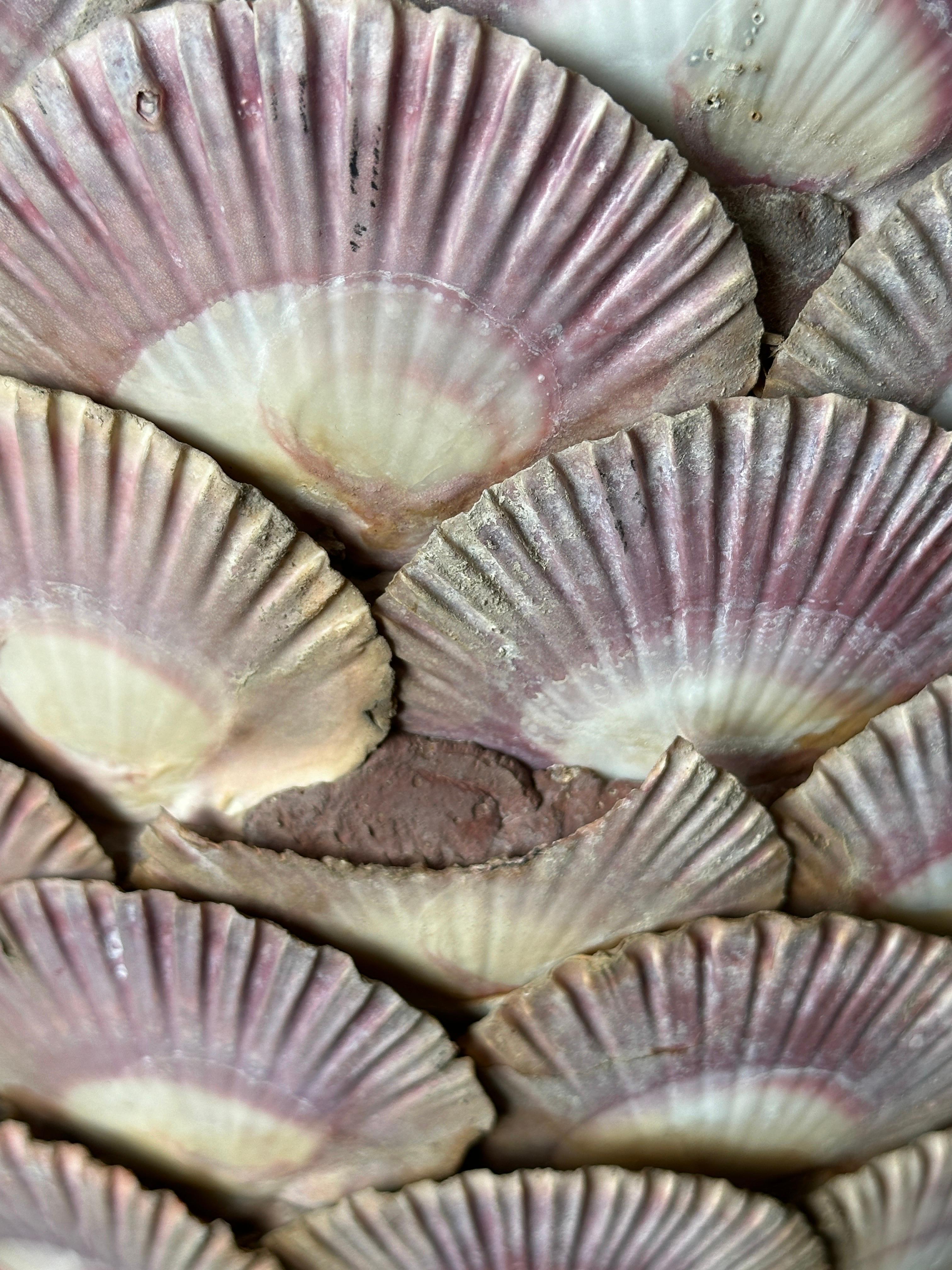 Sea Shell Covered Planter 4