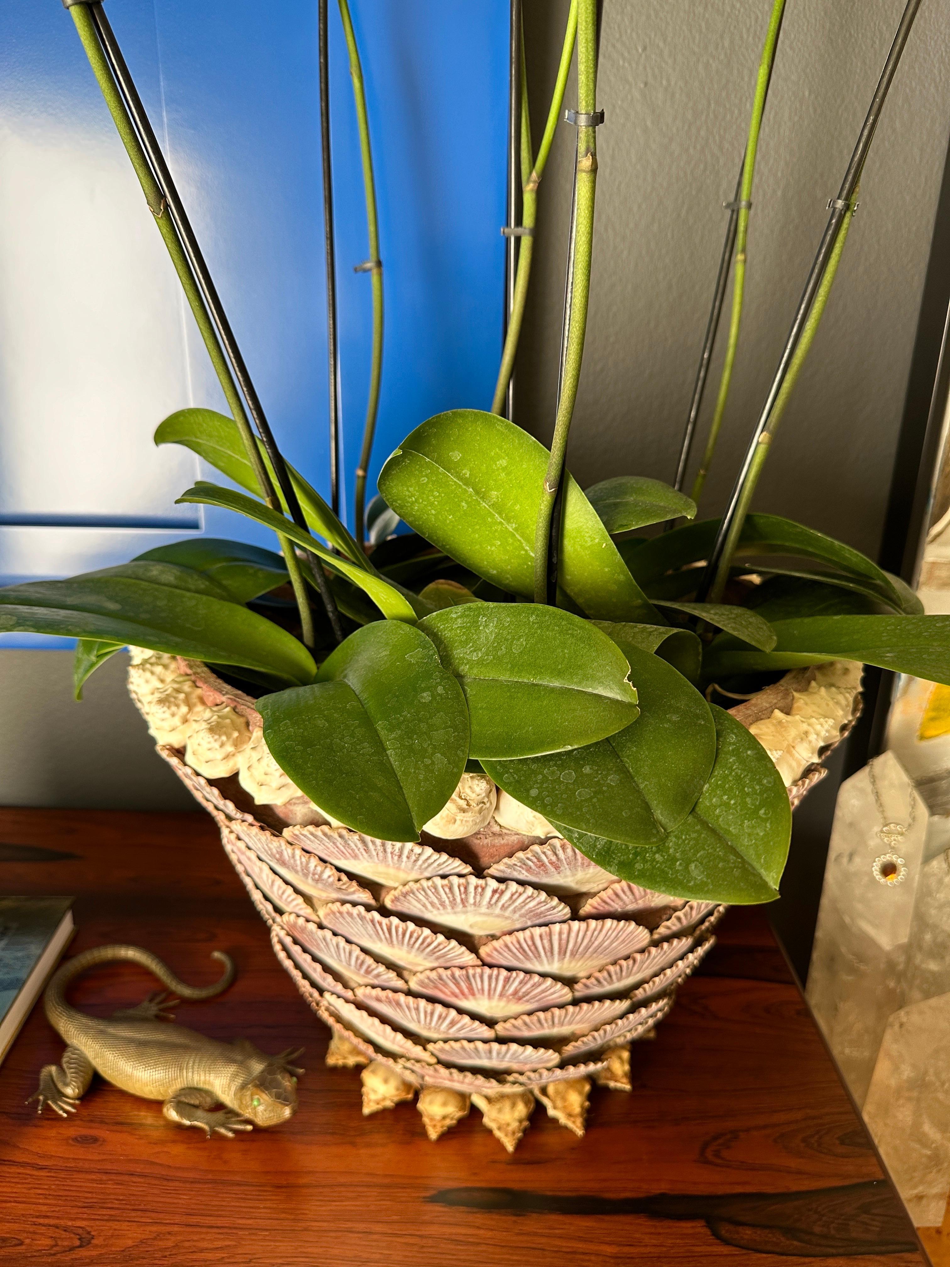 Sea Shell Covered Planter 8