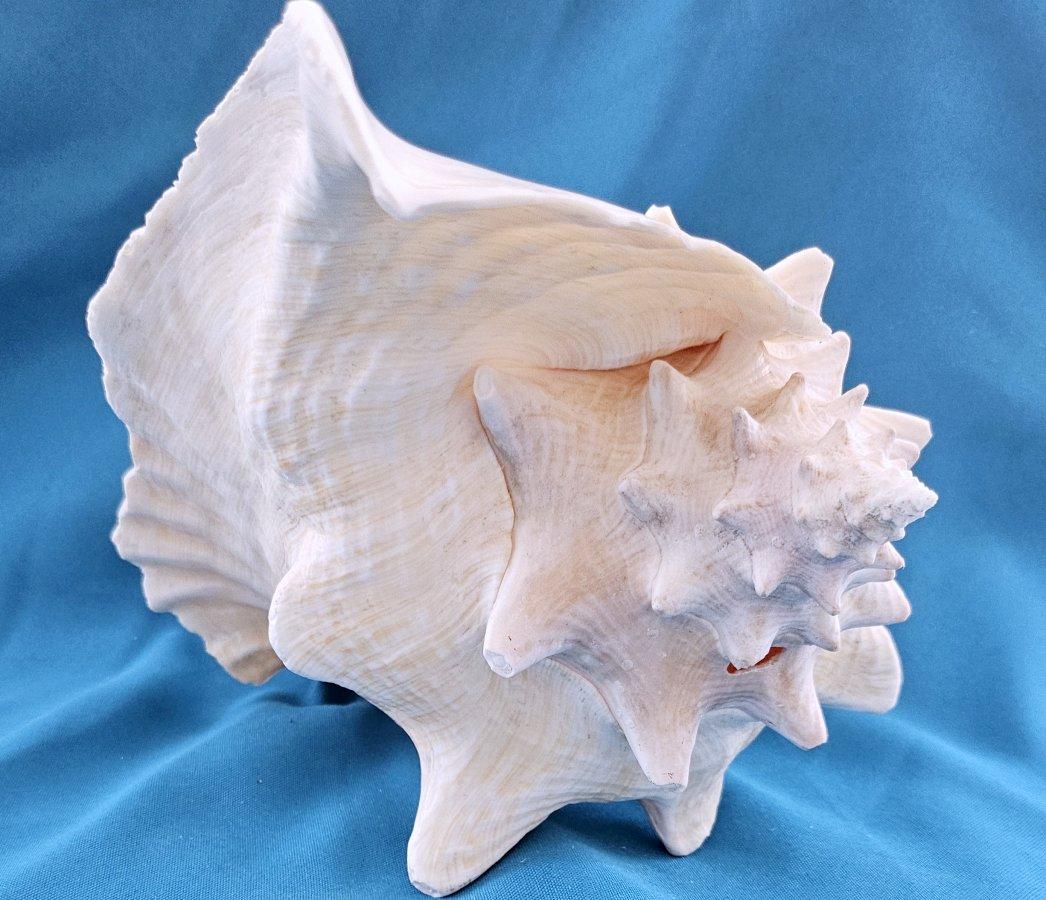 Coquillage de mer, très grande coquille de conque (Lobatus Gigas) en vente 3