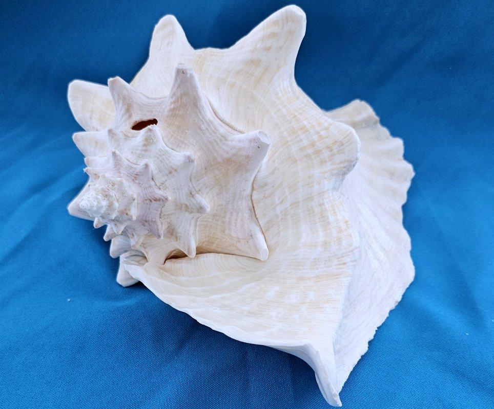 Coquillage de mer, très grande coquille de conque (Lobatus Gigas) en vente 4