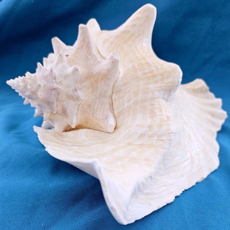 Coquillage de mer, très grande coquille de conque (Lobatus Gigas) en vente 5