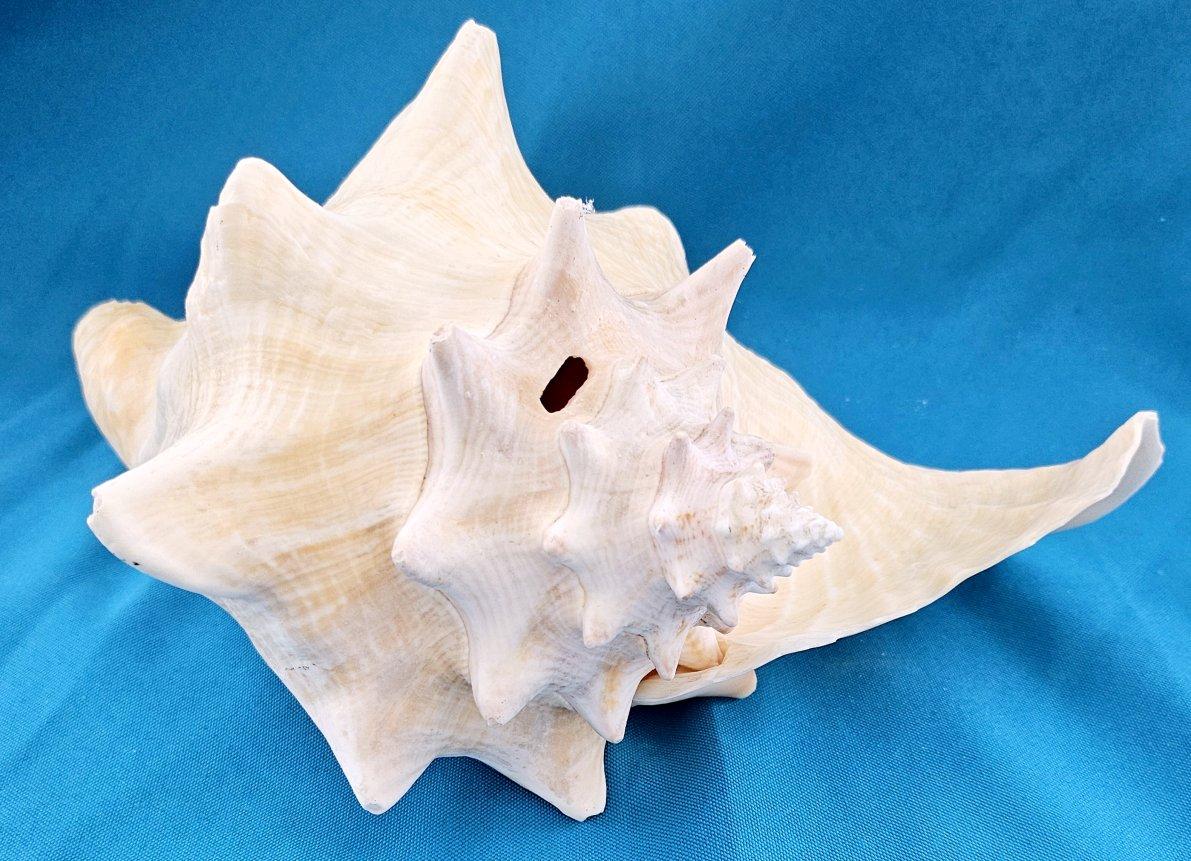 Coquillage de mer, très grande coquille de conque (Lobatus Gigas) en vente 6