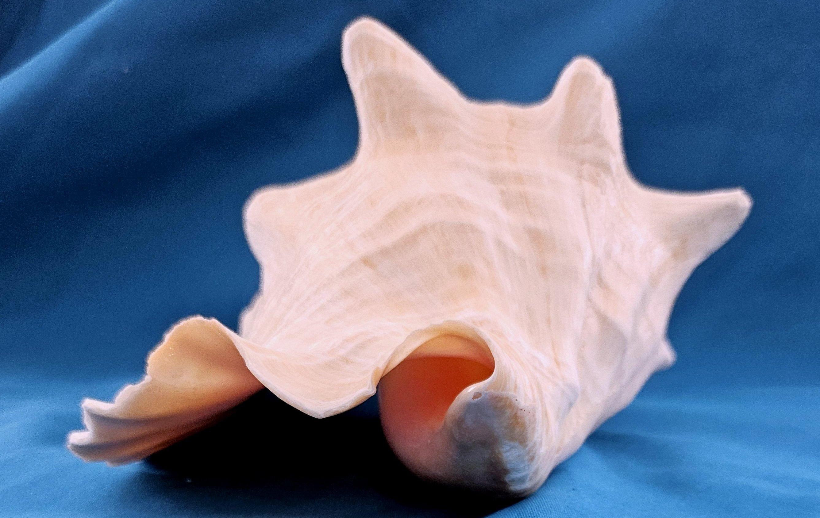 Coquillage de mer, très grande coquille de conque (Lobatus Gigas) en vente 7