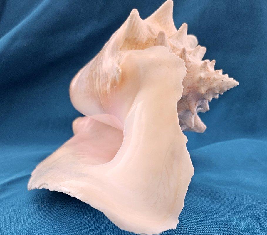 Coquillage de mer, très grande coquille de conque (Lobatus Gigas) en vente 8