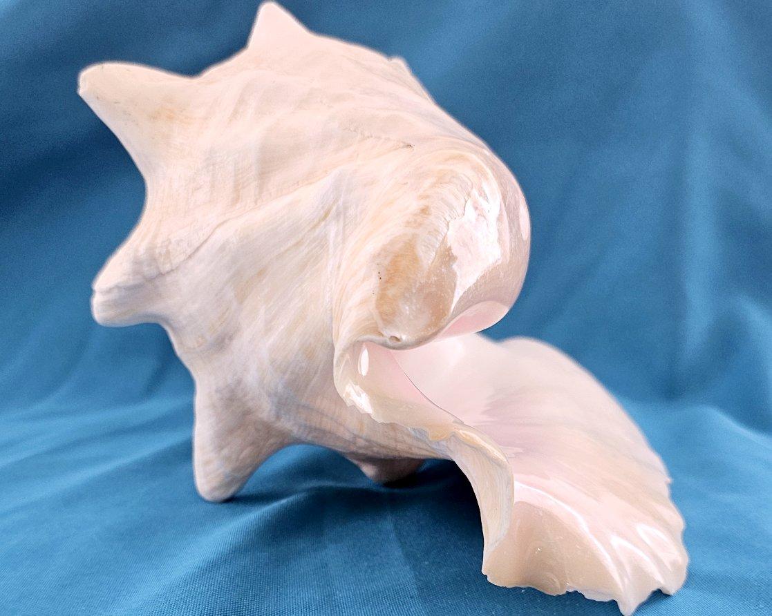 Coquillage de mer, très grande coquille de conque (Lobatus Gigas) en vente 10
