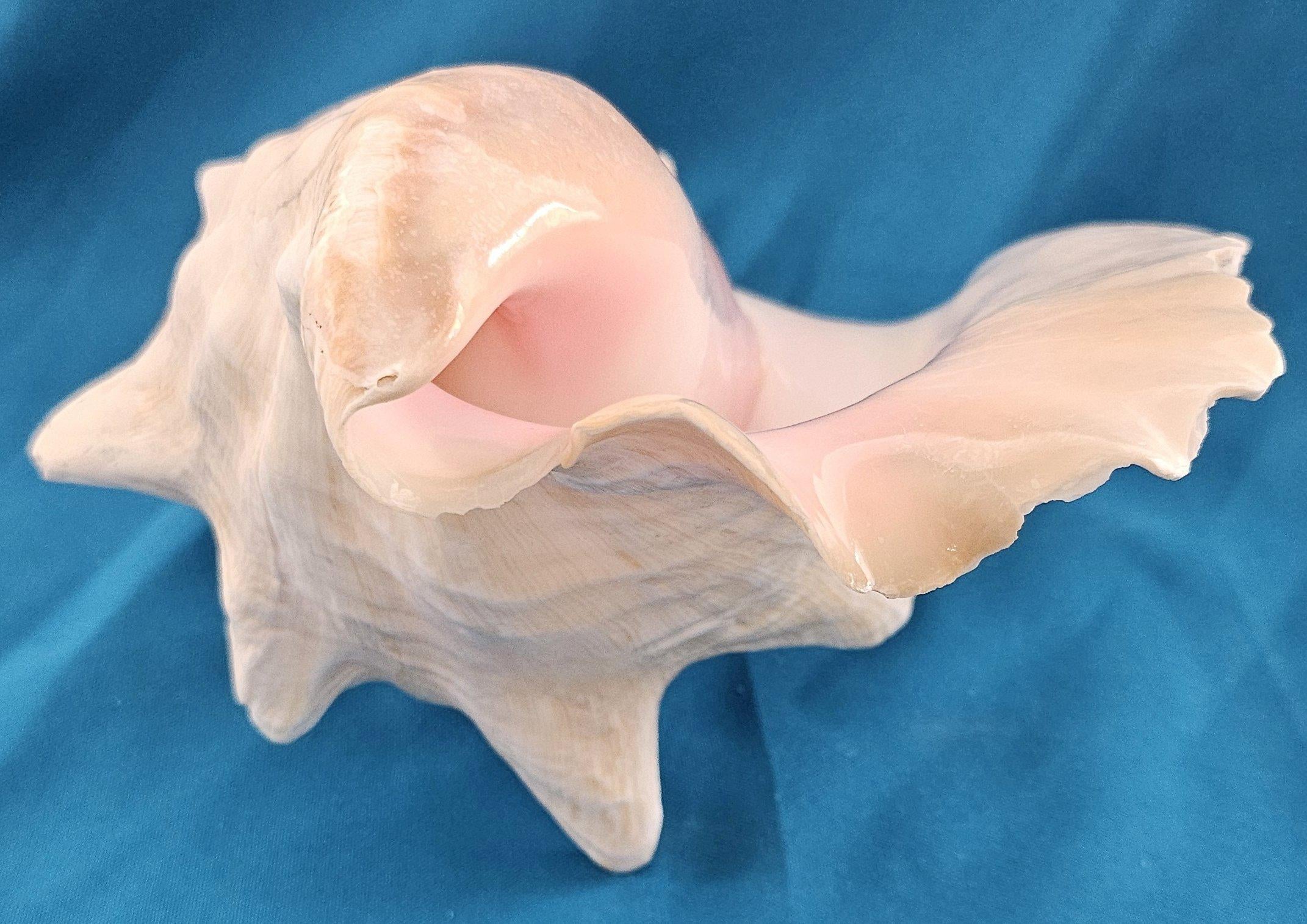 Coquillage de mer, très grande coquille de conque (Lobatus Gigas) en vente 11