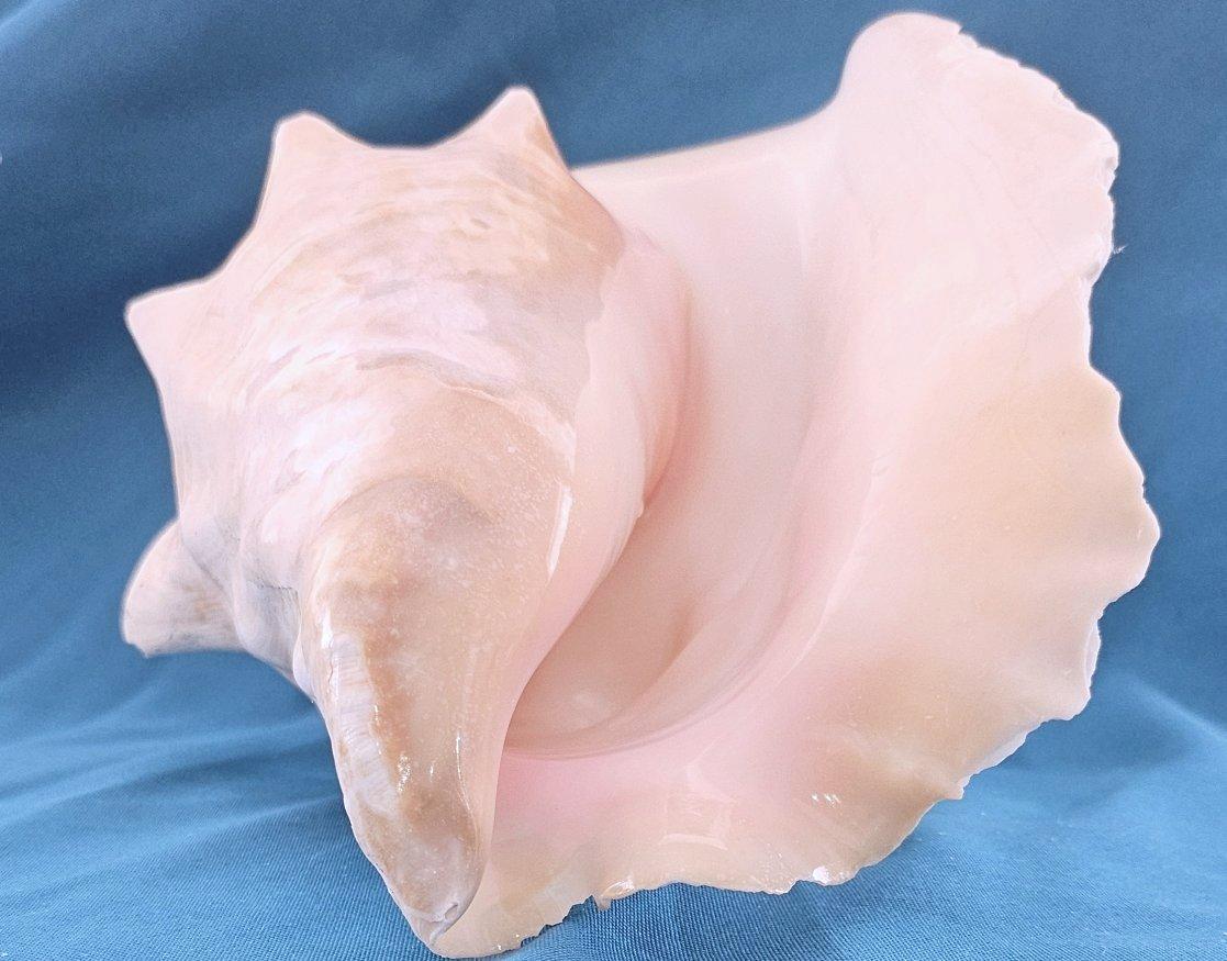 Coquillage de mer, très grande coquille de conque (Lobatus Gigas) en vente 12