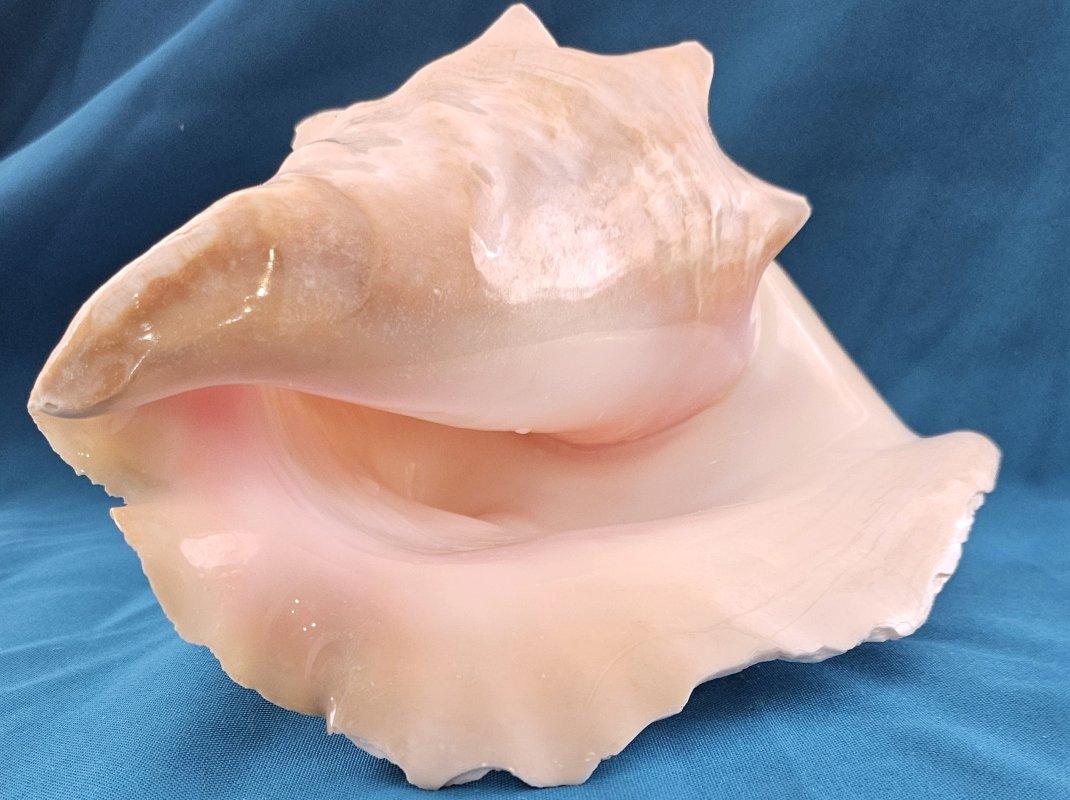 Coquillage de mer, très grande coquille de conque (Lobatus Gigas) en vente 13
