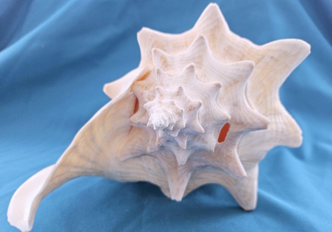 Organique Coquillage de mer, très grande coquille de conque (Lobatus Gigas) en vente