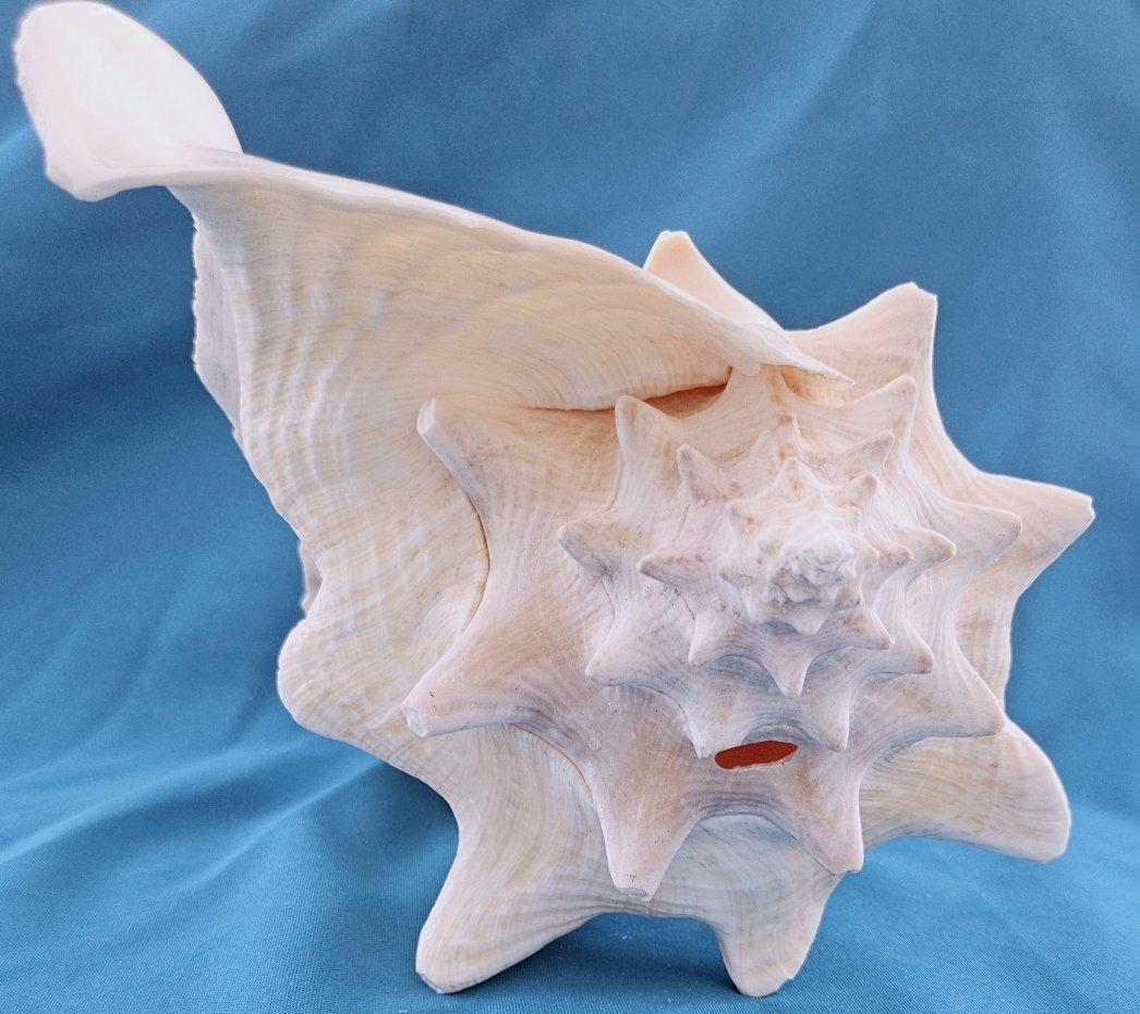 Inconnu Coquillage de mer, très grande coquille de conque (Lobatus Gigas) en vente