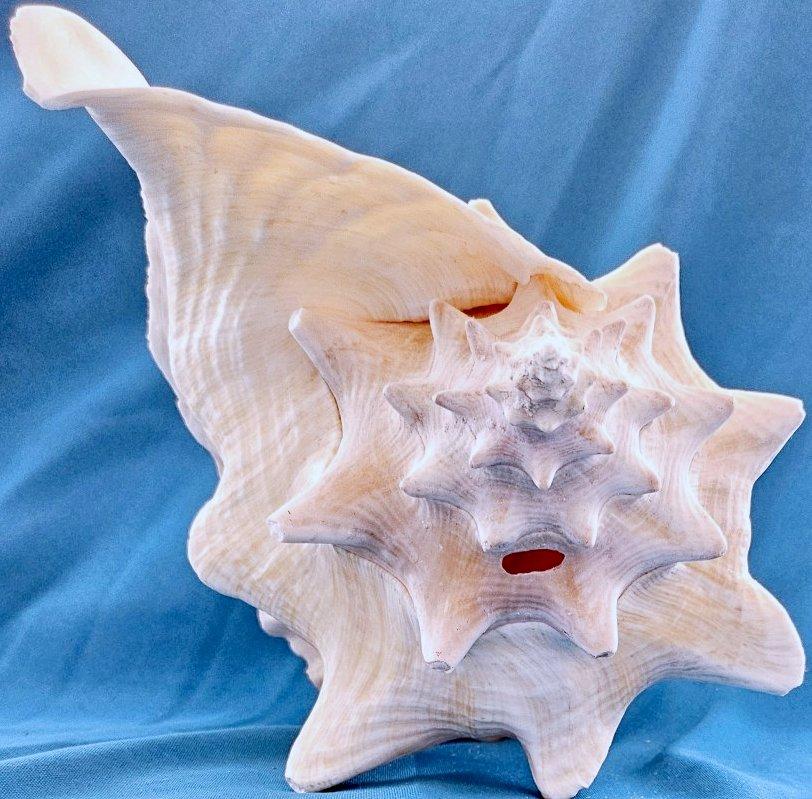 Autre Coquillage de mer, très grande coquille de conque (Lobatus Gigas) en vente