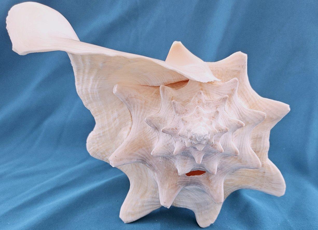 Coquillage de mer, très grande coquille de conque (Lobatus Gigas) Bon état - En vente à Warrenton, OR