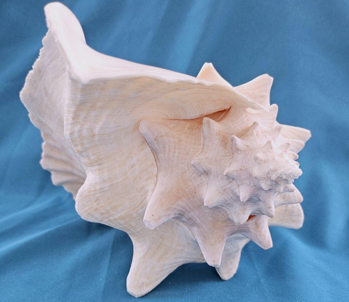 20ième siècle Coquillage de mer, très grande coquille de conque (Lobatus Gigas) en vente