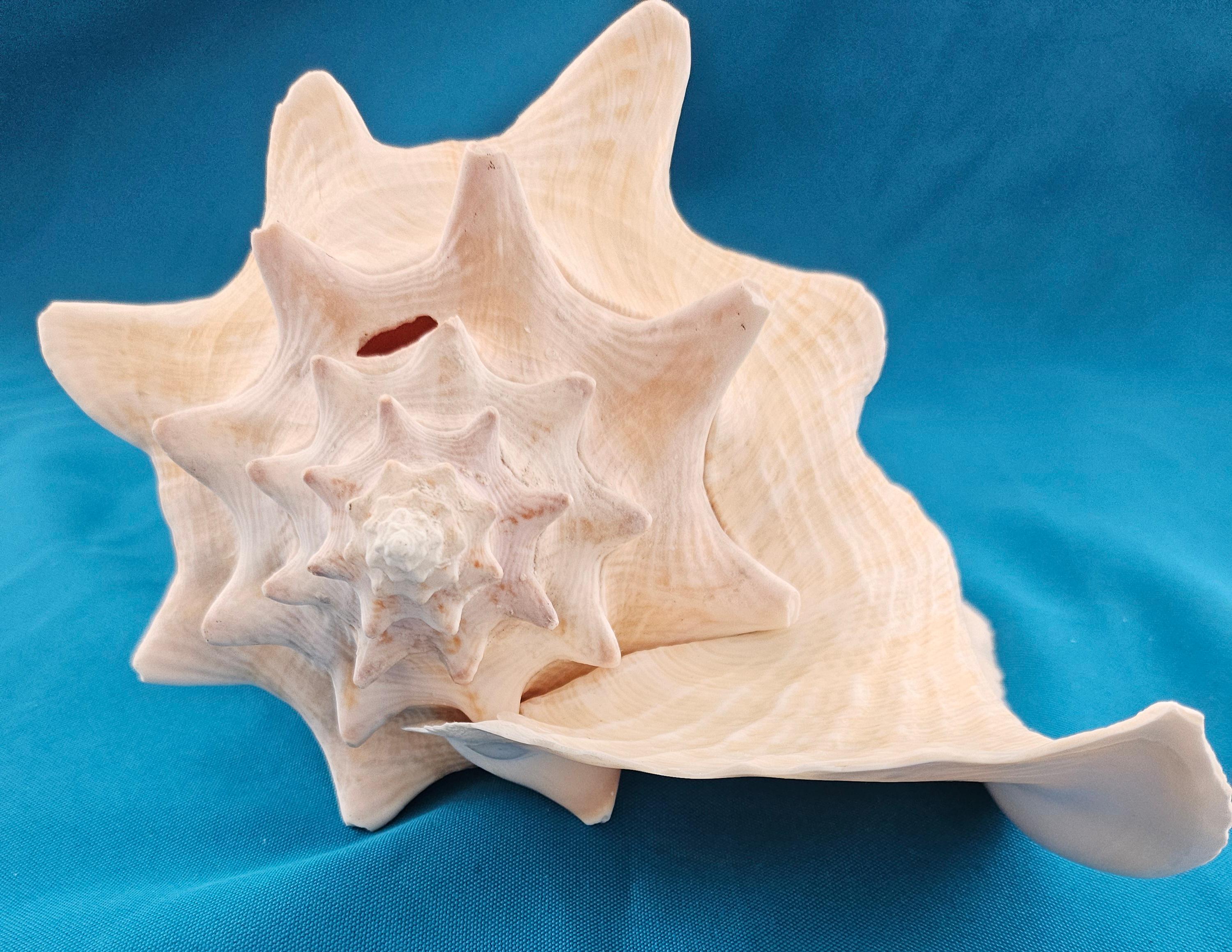 Coquillage de mer, très grande coquille de conque (Lobatus Gigas) en vente 1