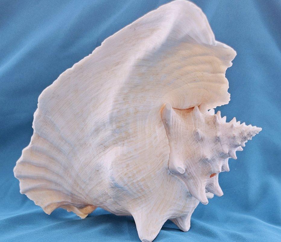 Coquillage de mer, très grande coquille de conque (Lobatus Gigas) en vente 2