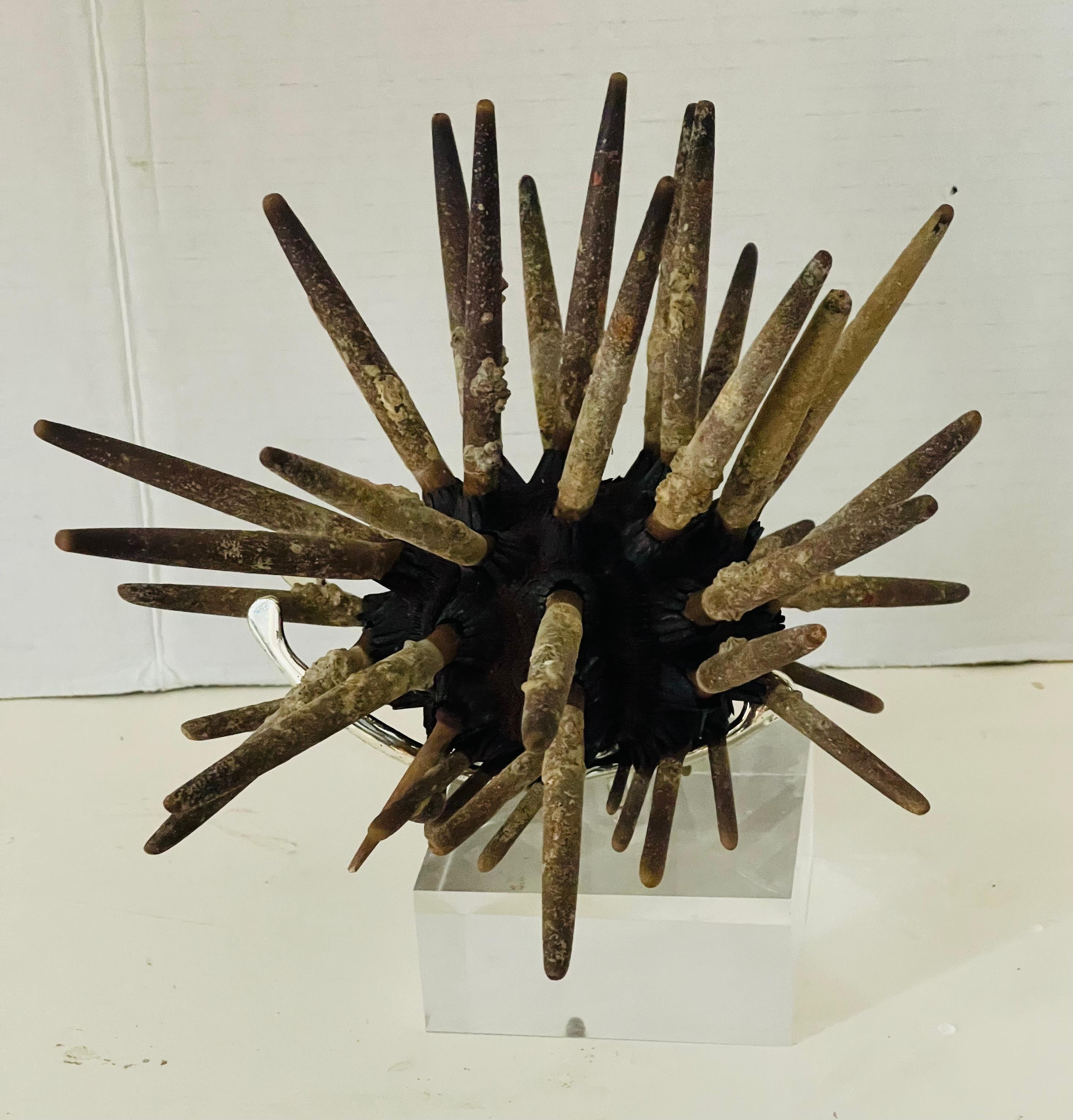 Raro esemplare naturale di riccio di conchiglia con punte. Posizionato su un supporto in lucite.