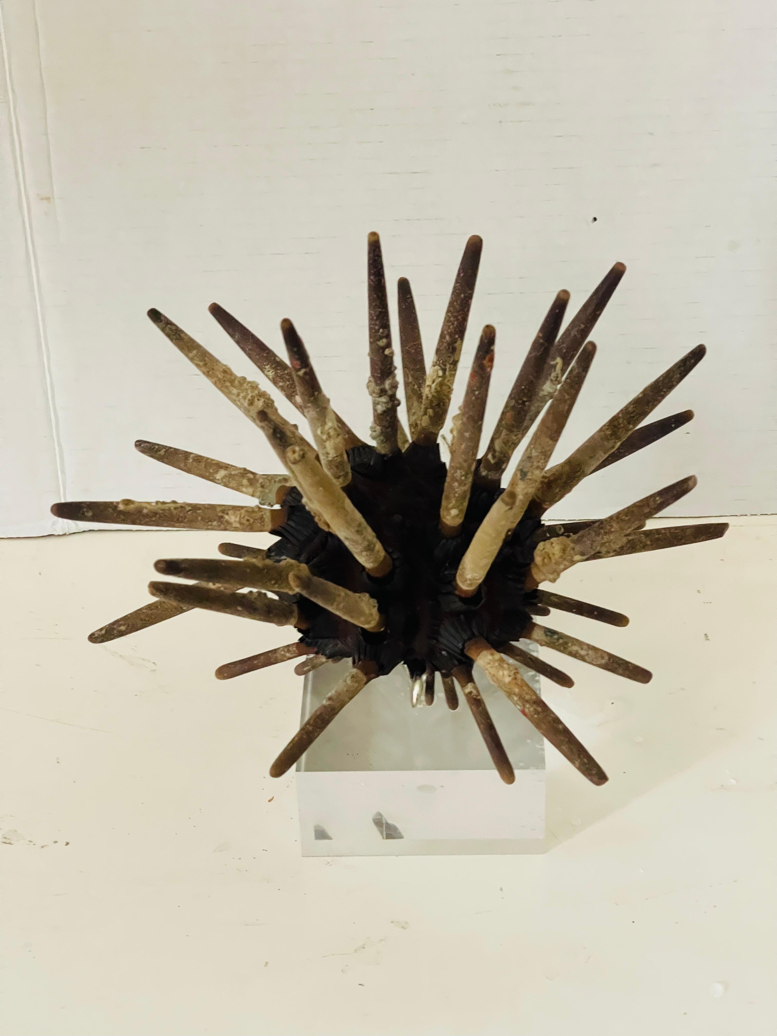 Organico moderno Nature WonderSea Specimen di conchiglie su supporto in lucite in vendita