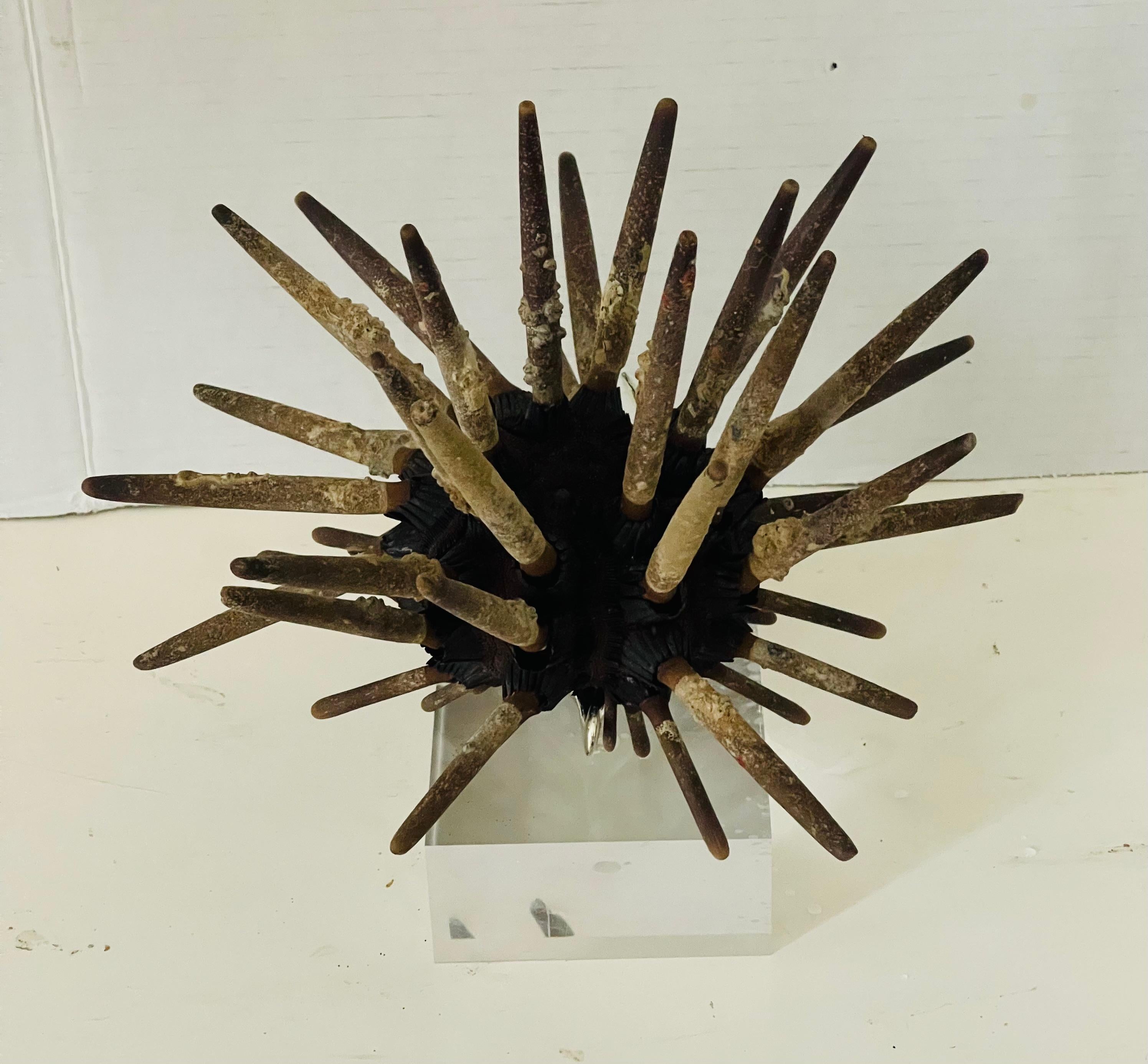 Americano Nature WonderSea Specimen di conchiglie su supporto in lucite in vendita