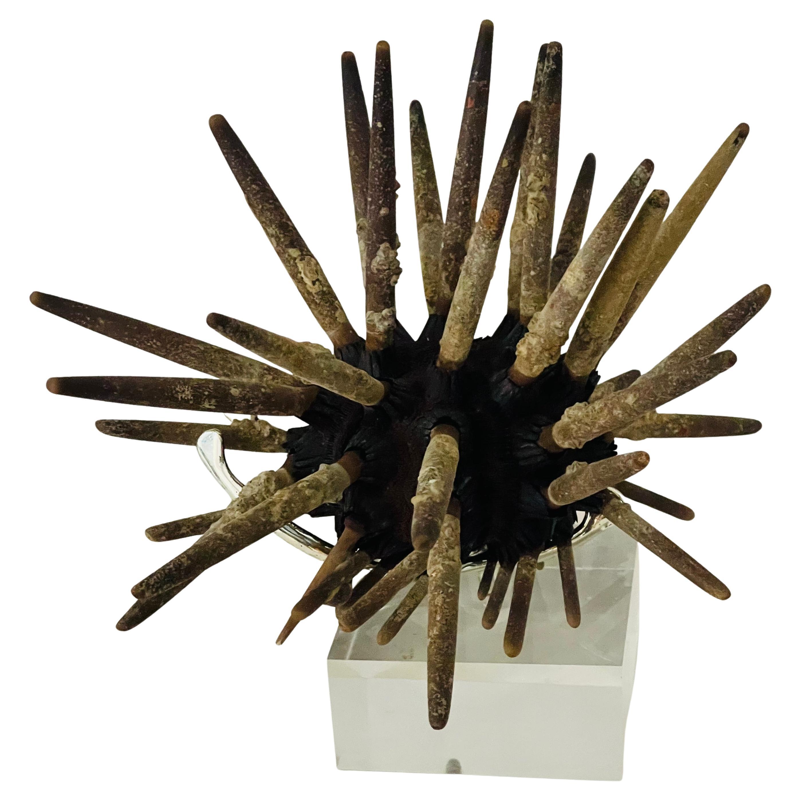 Natures WonderSea Shell Urchins Specimen on Lucite Stand