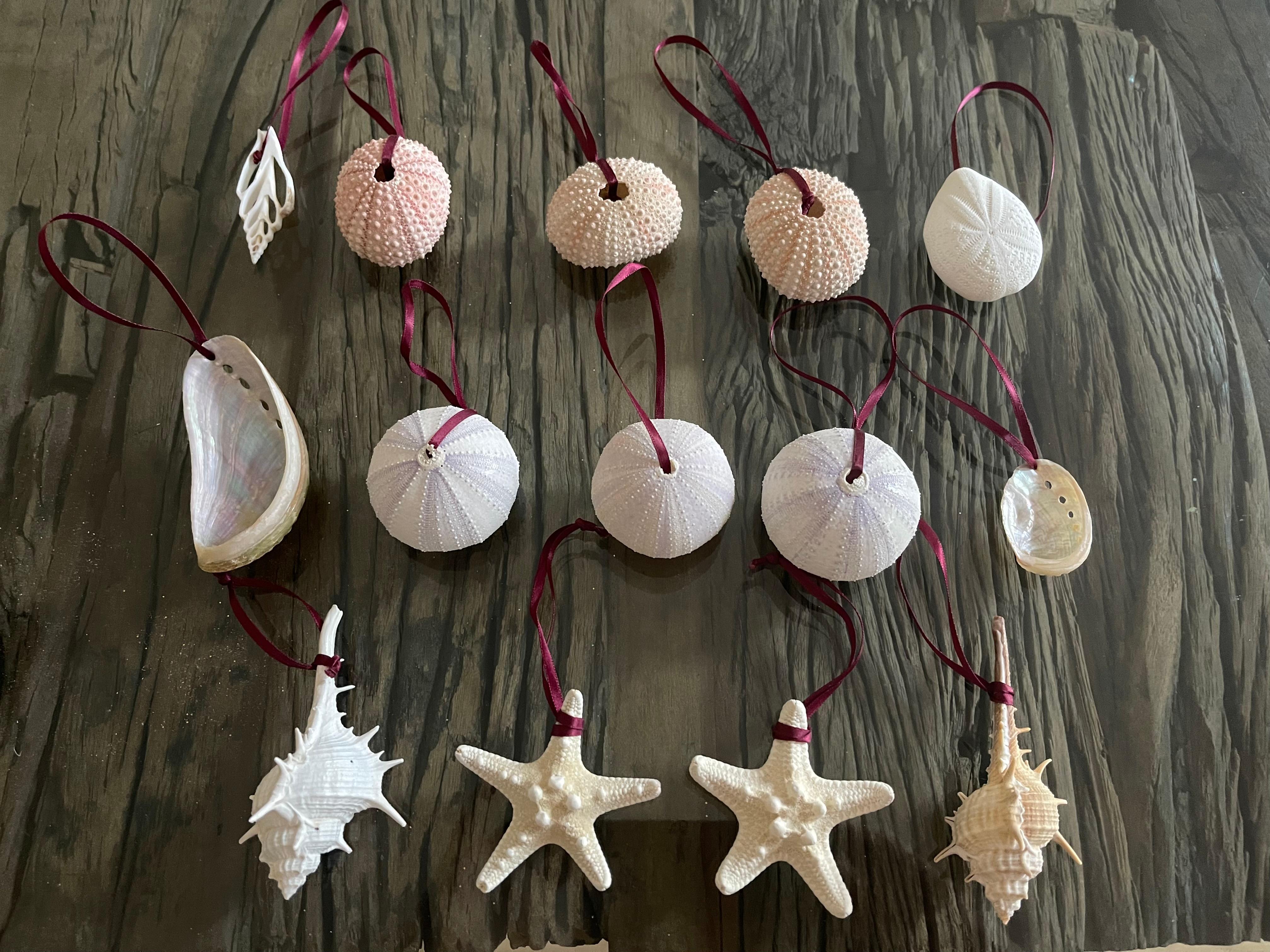 Natural sea shells set of 14 different sea shells as Christmas Ornaments. Great natural decor for Holidays.