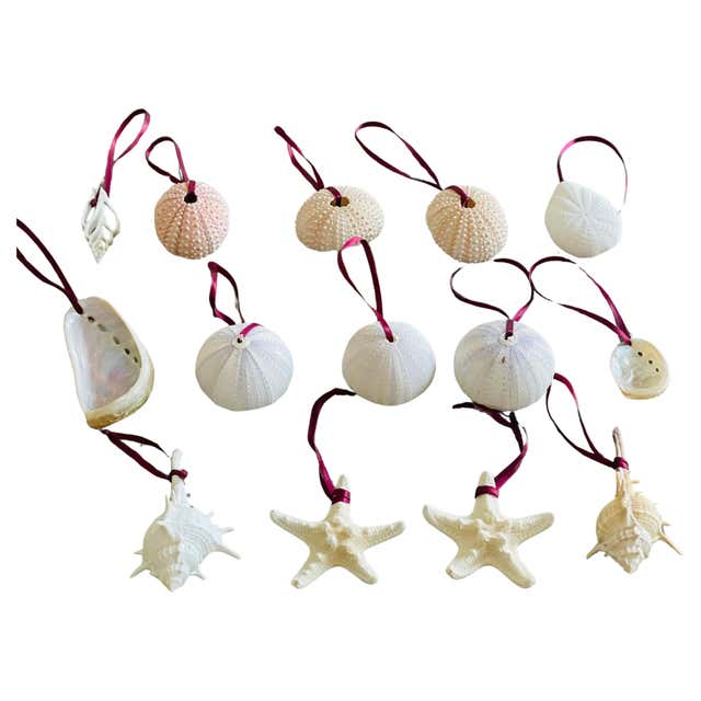Great Selection Sea Shell Sea Shells Collection in Vitrine For Sale at ...