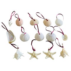 Meeresmuschel Muscheln Küste Ornamente Set