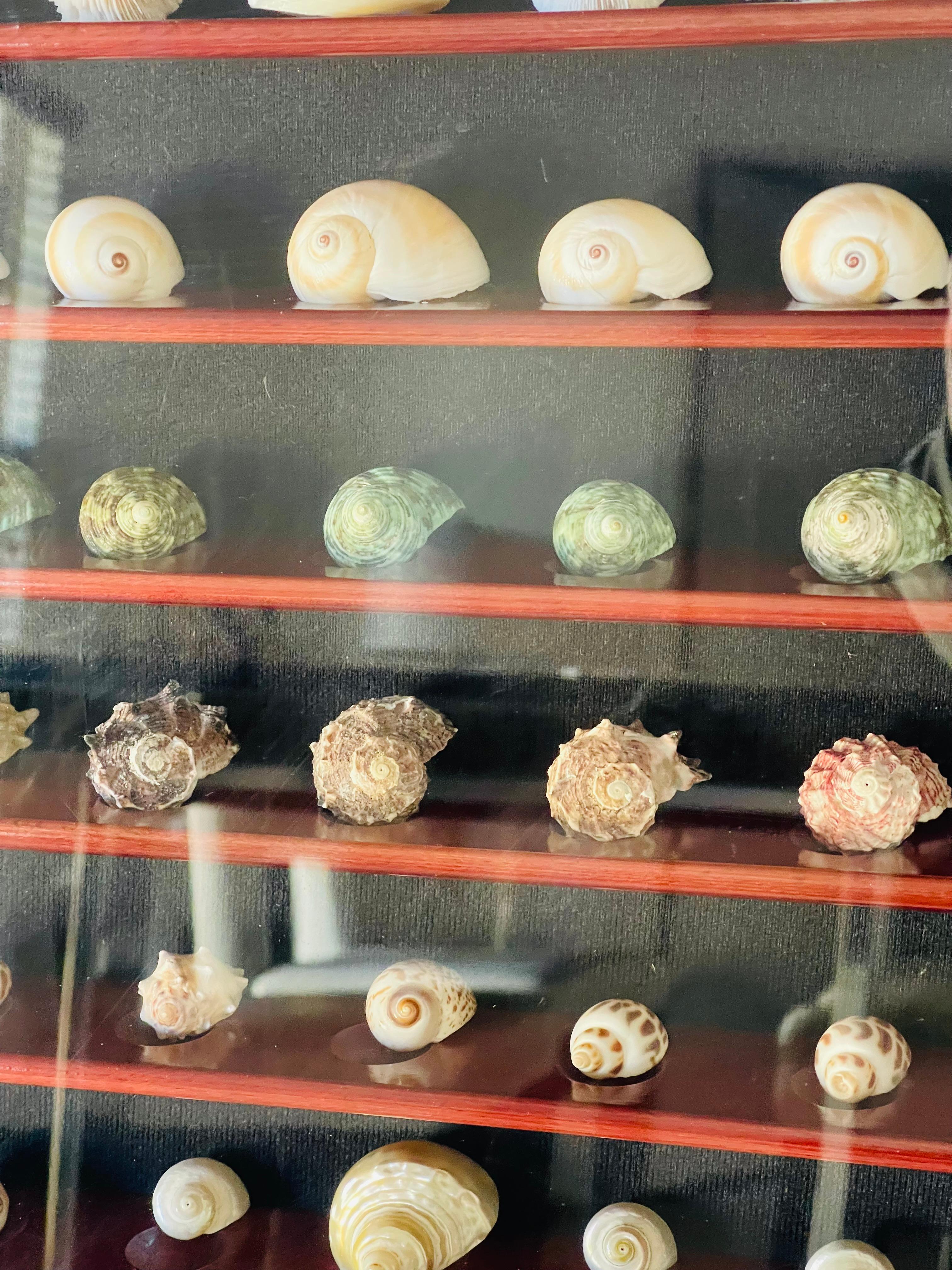 Gran Selección Colección Conchas Marinas en Vitrina Estadounidense en venta