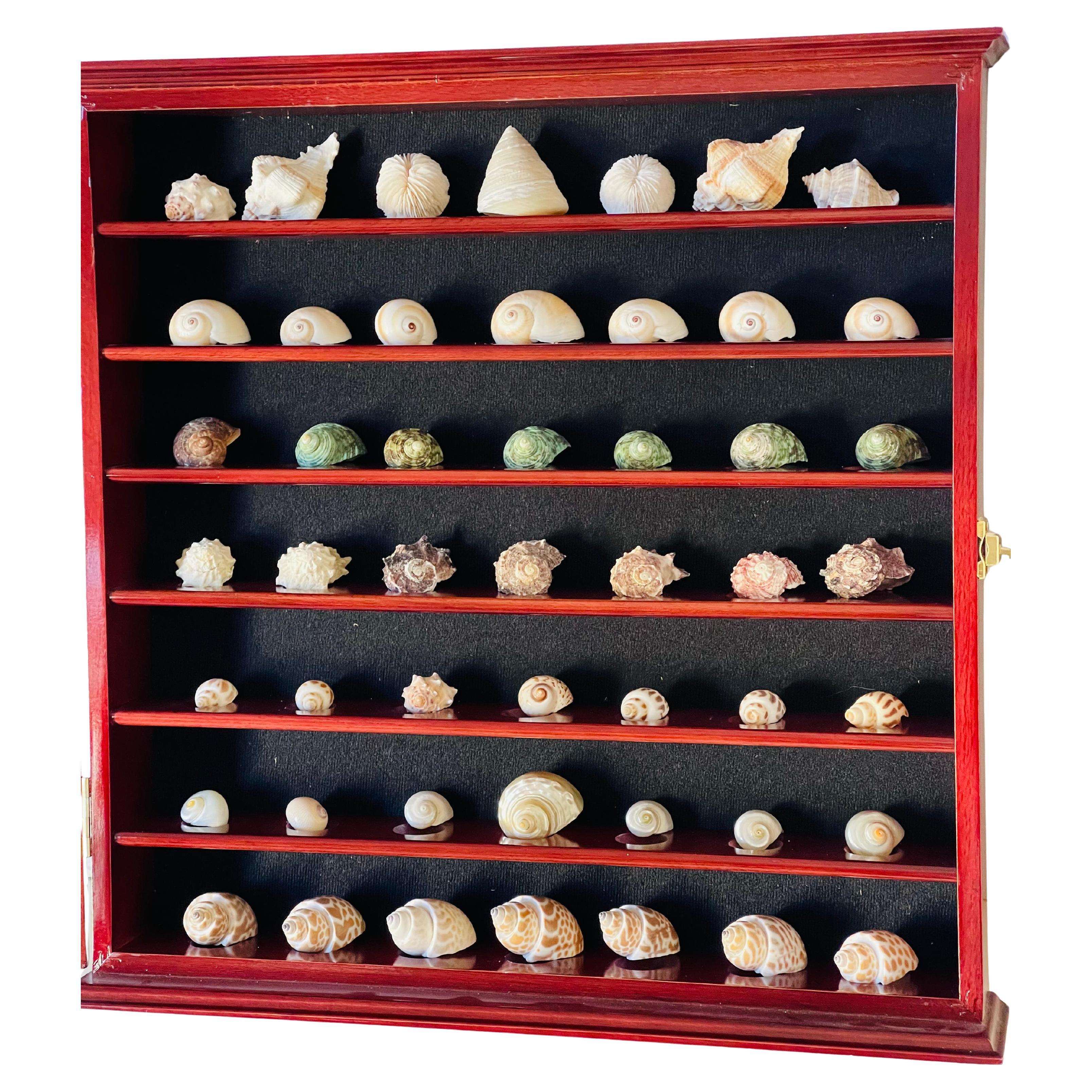Gran selección de especímenes de historia natural conchas marinas. En una vitrina de madera roja con cerradura de llave. Gran gabinete de pared decoración de la oficina de un regalo.