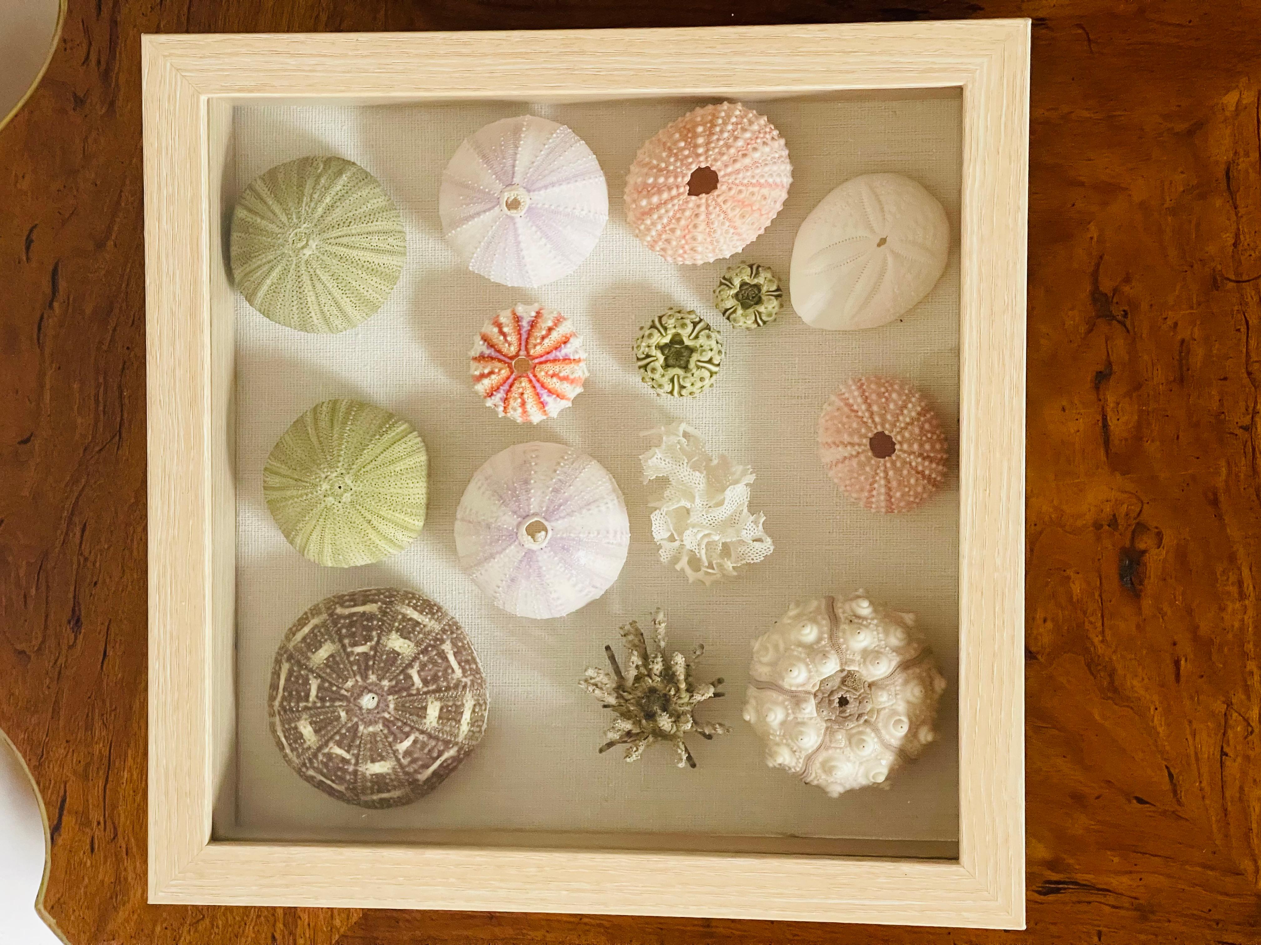 Organico moderno Riccioli di conchiglia  Esemplari di Nature in una cornice a scatola Shafow in vendita