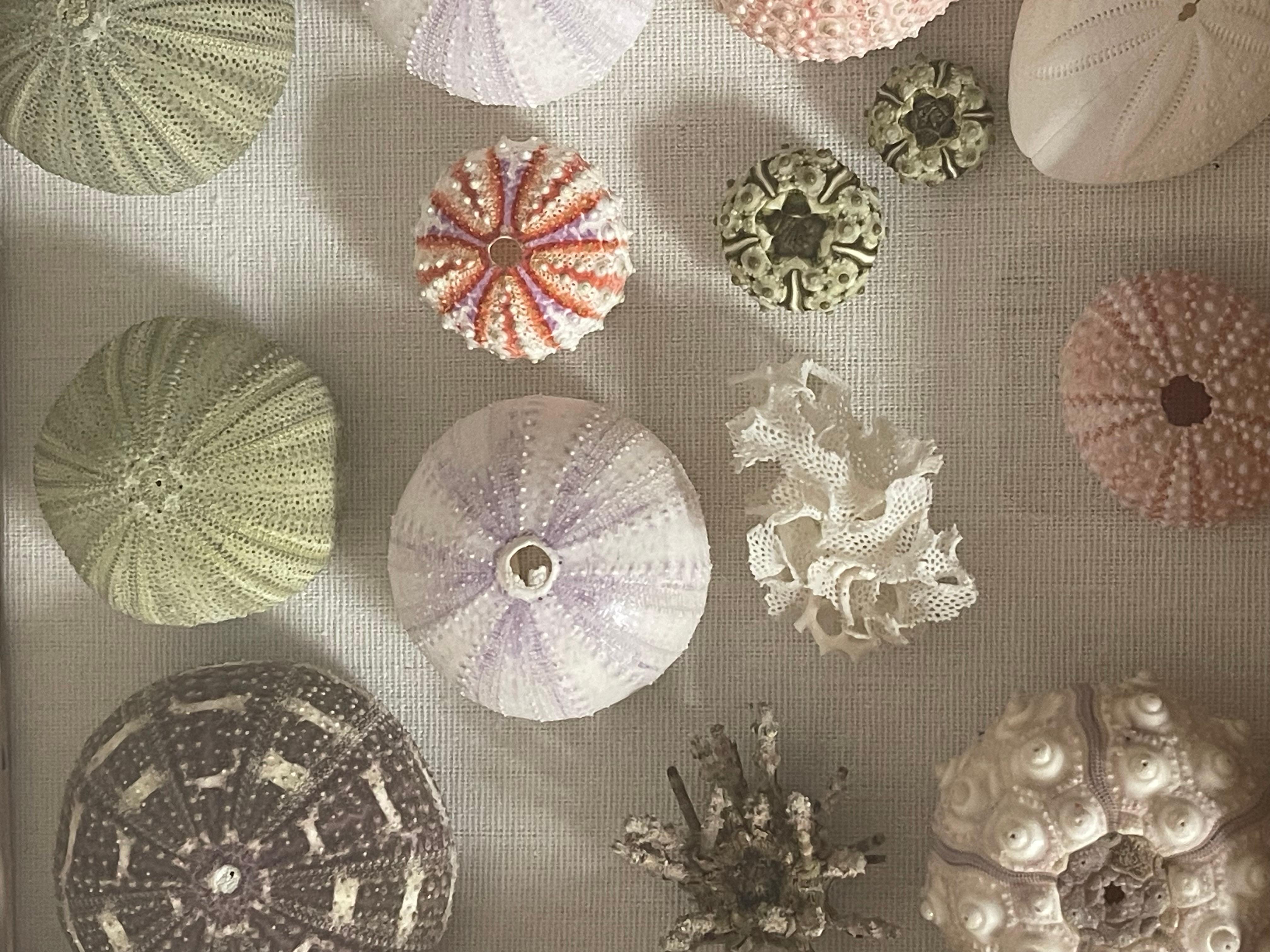 Americano Riccioli di conchiglia  Esemplari di Nature in una cornice a scatola Shafow in vendita