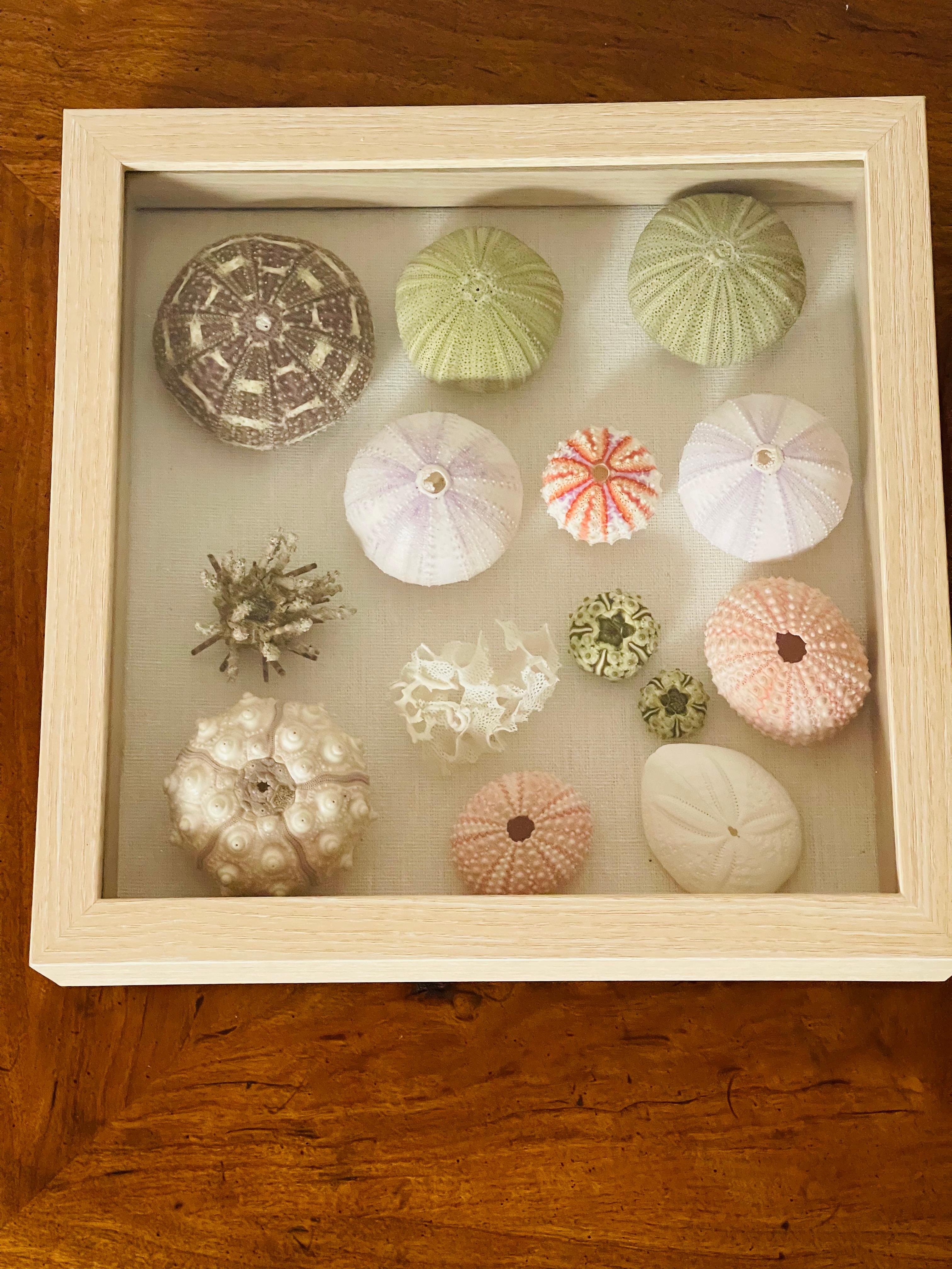 Riccioli di conchiglia  Esemplari di Nature in una cornice a scatola Shafow In condizioni buone in vendita a Boca Raton, FL