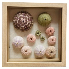 Sea Shell Urchins  Natural History Specimens in a Shafow Box Frame