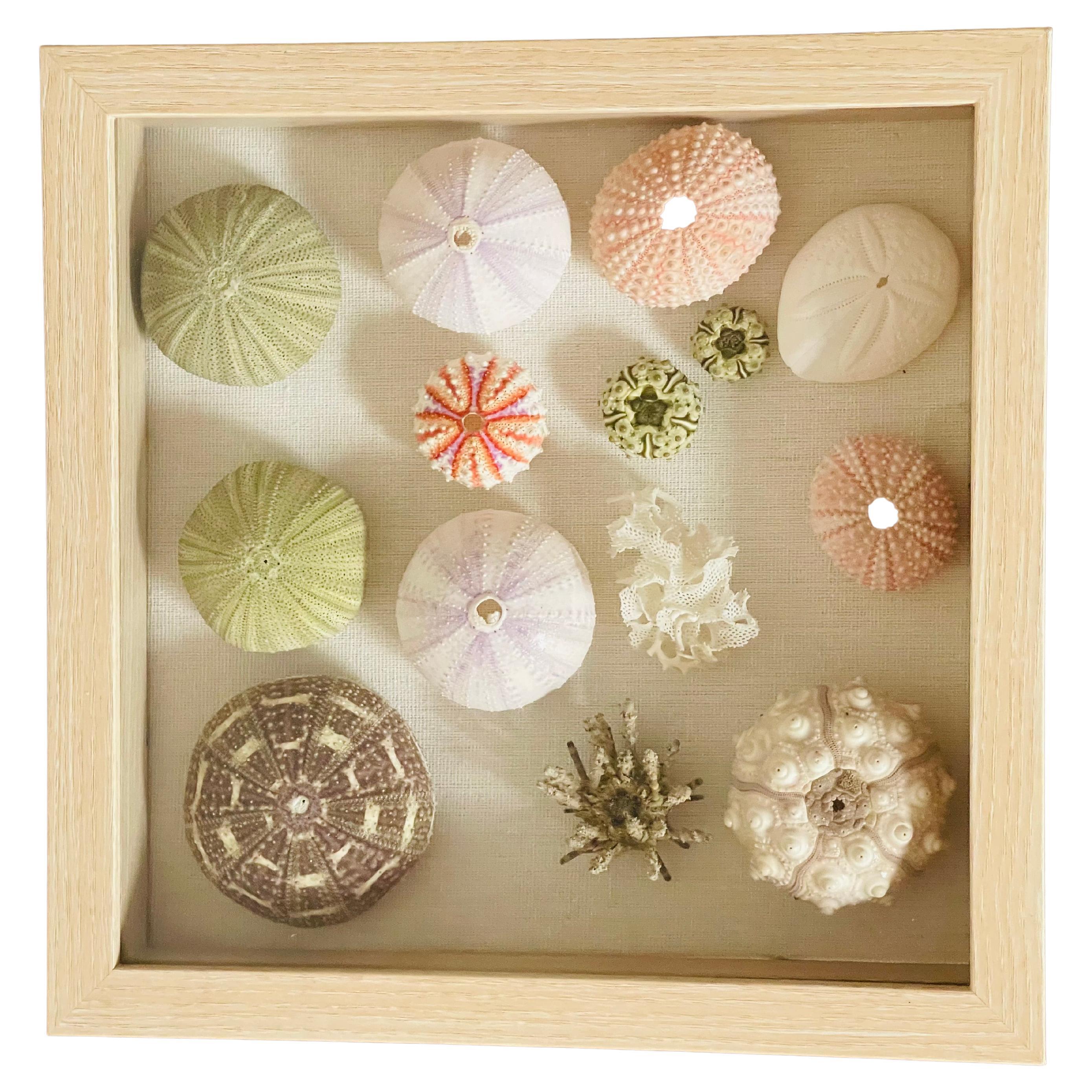Riccioli di conchiglia  Esemplari di Nature in una cornice a scatola Shafow in vendita