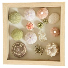 Sea Shell Urchins  Natural History Specimens in a Shafow Box Frame