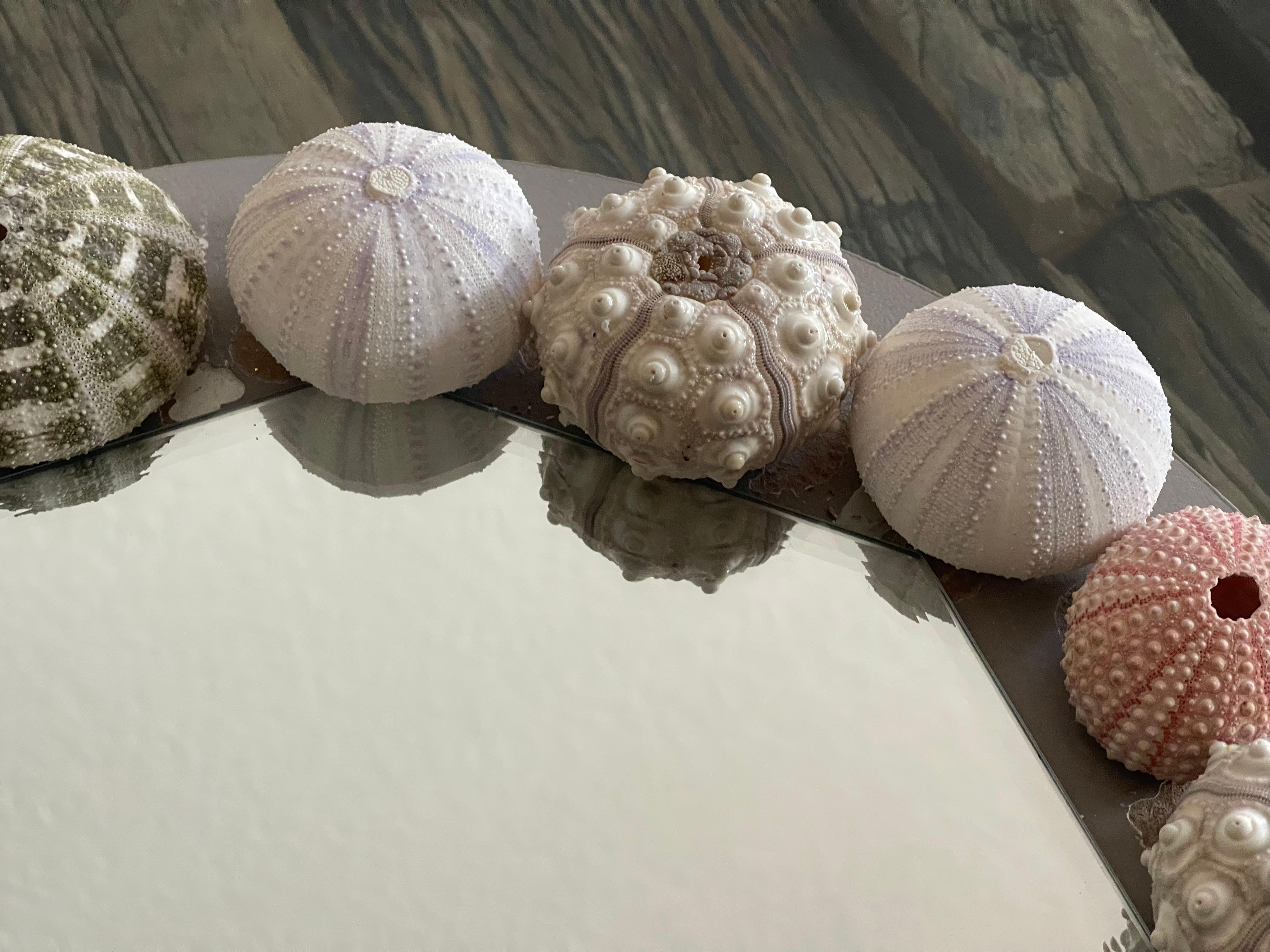 Organic Modern Sea Shell Urchins Vintage Round Mirror In Good Condition For Sale In Boca Raton, FL