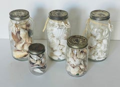 Sea Shells Collection in 5 Glass Jars