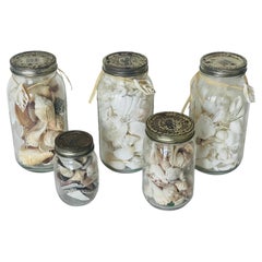 Sea Shells Collection in 5 Glass Jars