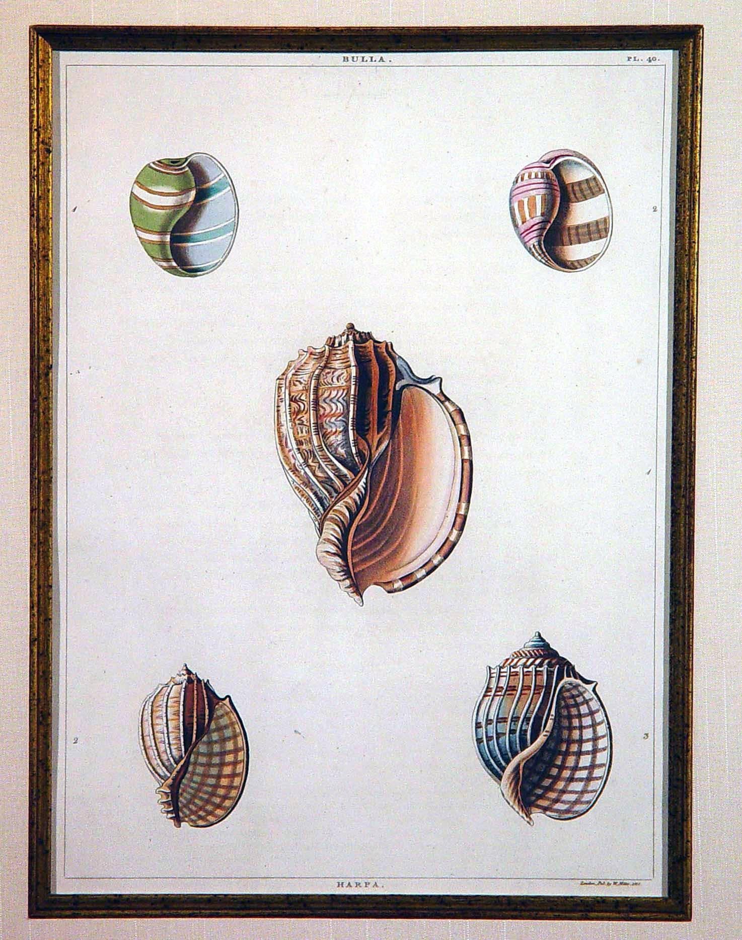 Regency Sea Shells Large Engraving George Perry from the Natural History of Shells