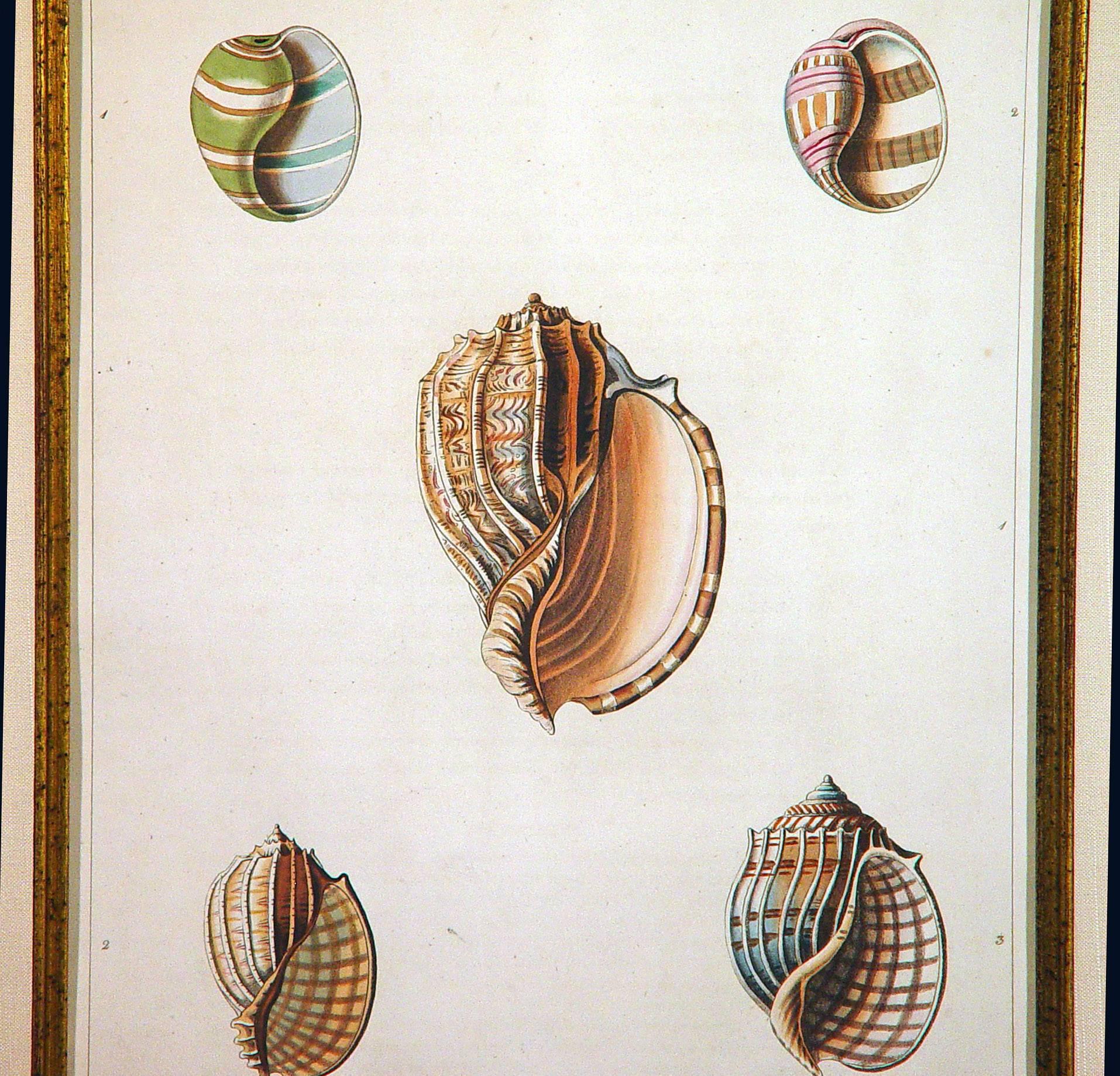 English Sea Shells Large Engraving George Perry from the Natural History of Shells