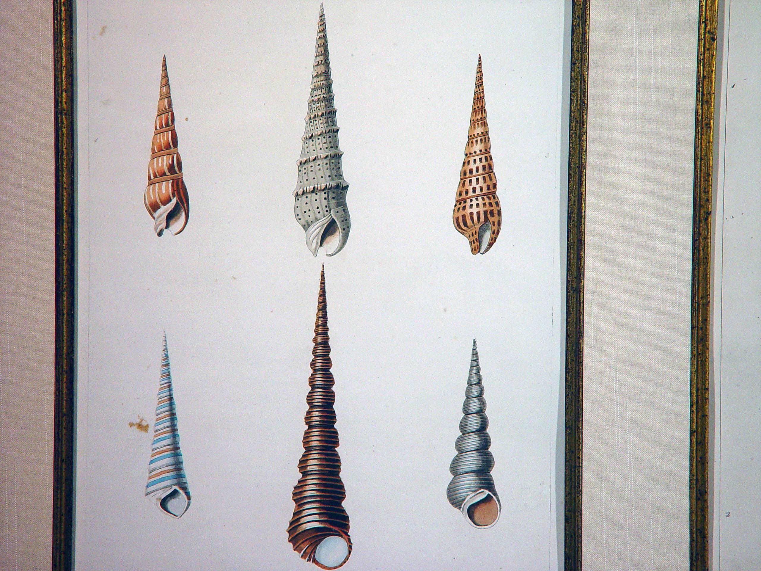 Sea Shells Large Engraving George Perry from the Natural History of Shells In Excellent Condition In Downingtown, PA