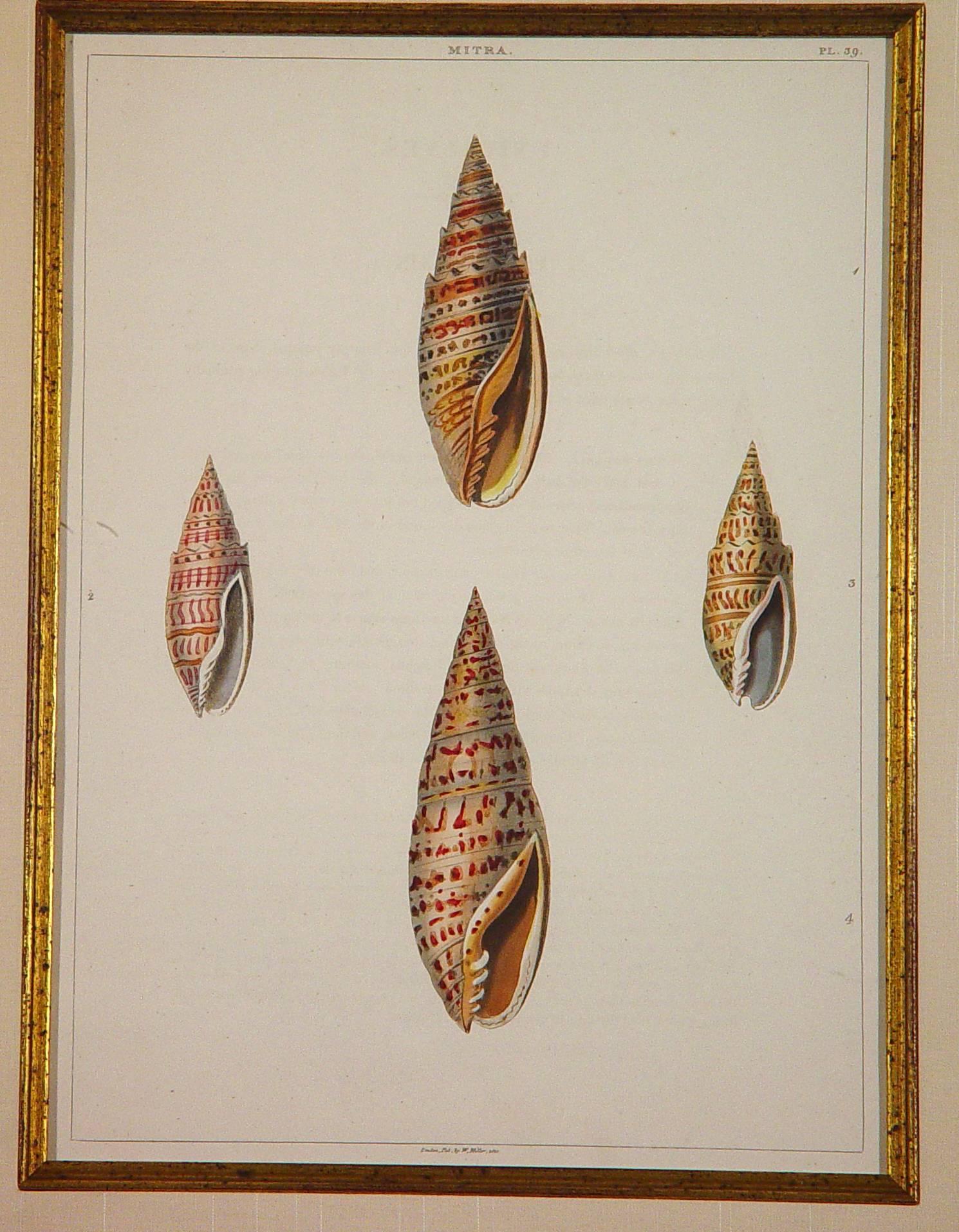 19th Century Sea Shells Large Engraving George Perry from the Natural History of Shells