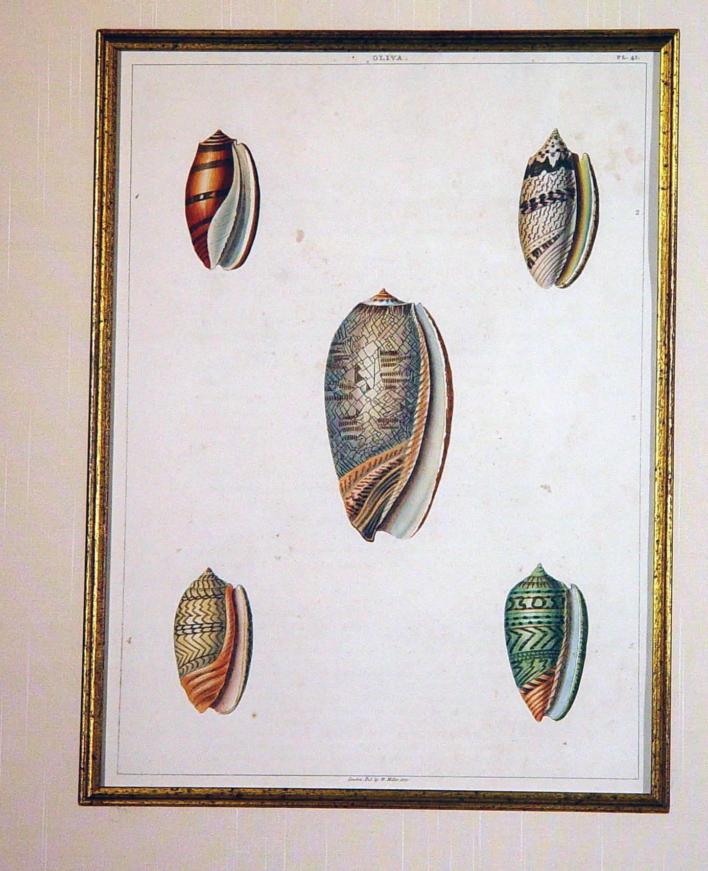 Paper Sea Shells Large Engraving George Perry from the Natural History of Shells